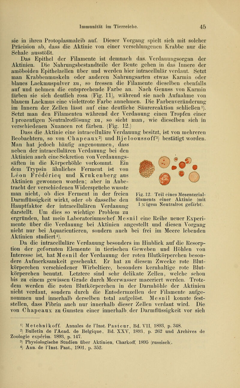 sie in ihren ProtoplasmaleiI) auf. Dieser Vorgang spielt sich mit solcher Präcisiou ab, dass die Aktinic von einer verschlungenen Krabbe nur die Schale ausstießt. Das Epithel der Filamente ist demnach das. Verdauungsorgan der Aktinien. Die Nahrungsbestandteile der Beute gehen in das Innere der amöboiden Epithelzellen über und werden hier intracellulär verdaut. Setzt man Krabbenmuskeln oder anderen Nahrungsarten etwas Karmin oder blaues Lackmuspulver zu, so fressen die Filamente dieselben ebenfalls auf und nehmen die entsprechende Farbe an. Nach Genuss von Karmin färben sie sich deutlich rosa (Fig. 11), während sie nach Aufnahme von blauem Lackmus eine violettrote Farbe annehmen. Die Farbenveränderung im Innern der,Zellen lässt auf eine deutliche Säurereaktion schließeni). Setzt man den Filamenten während der Verdauung einen Tropfen einer 1 prozentigen Neutralrotlösung zu, so sieht man, wie dieselben sich in verschiedenen Nuancen rot färben. (Fig. 12.) Dass die Aktinie eine intracelluläre Verdauung besitzt, ist von mehreren Beobachtern, so von Chapeaux^) und Bjelooussoff^) bestätigt worden. Man hat jedoch häufig angenommen, dass neben der intracellulären Verdauung bei den Aktinien auch eine Sekretion von Verdauungs- säften in die Körperhöhle vorkommt. Ein dem Trypsin ähnliches Ferment ist von Leon Fredericq und Krukenberg aus ^^^ 0% ^ r~\ Aktinien gewonnen worden; aber in Anbe- \s^ ^—^ traclit der verschiedenen Widersprüche wusste man nicht, ob dies Ferment in der freien Fig. 12. Teil eines Mesenterial- Darmflüssigkeit wirkt, oder ob dasselbe den filaments einer Aktinie (mit Hauptfaktor der intracellulären Verdauung IXigem Neutralrot gefärbt). darstellt. Um dies so wichtige Problem zu ergründen, hat mein Laboratoriumschef Mesnil eine Keihe neuer Experi- mente über die Verdauung bei Aktinien angestellt und diesen Vorgang nicht nur bei Aquarientieren, sondern auch bei frei im Meere lebenden Aktinien studiert *). Da die intracelluläre Verdauung besonders im Hinblick auf die Eesorp- tion der geformten Elemente in tierischen Geweben und Höhlen von Interesse ist, hat Mesnil der Verdauung der roten Blutkörperchen beson- dere Aufmerksamkeit geschenkt. Er hat zu diesem Zwecke rote Blut- körperchen verschiedener Wirbeltiere, besonders kernhaltige rote Blut- körperchen benutzt. Letztere sind sehr delikate Zellen, welche schon bis zu einem gewissen Grade durch Meerwasser maceriert werden. Trotz- dem werden die roten Blutkörperchen in der Darmhöhle der Aktinien nicht verdaut, sondern durch die Entodermzellen der Filamente aufge- nommen und innerhalb derselben total aufgelöst. Mesnil konnte fest- stellen, dass Fibrin auch nur innerhalb dieser Zellen verdaut wird. Die von Chapeaux zu Gunsten einer innerhalb der Darmflüssigkeit vor sich 1] Metchnikoff. Annales de ITnst. Pasteur, Bd. VII, 1893, p. 348. 2) Bulletin de l'Acad. de Belgique, Bd. XXV, 1893, p. 262 und Archives de Zoologie experim. 1893, p. 147. 3) Physiologische Studien über Aktinien, Charkoff, 1895 (russisch). 4) Ann. de l'Inst. Past, 1901, p. 352.