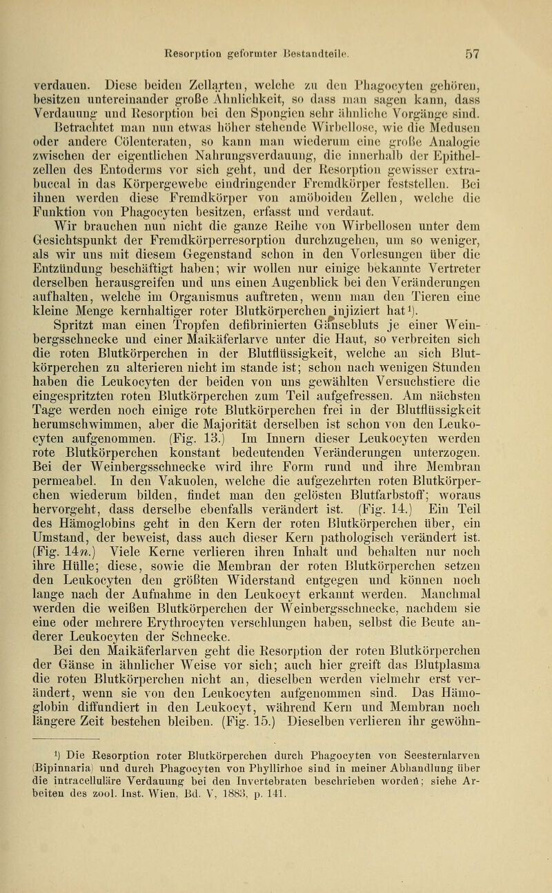 verdauen. Diese beiden Zellarten, welche zu den Phagocytea gehören, besitzen untereinander große Ähnlichkeit, so dass man sagen kann, dass Verdauung und Resorption bei den Spongicn sehr ähnliche Vorgänge sind. lietrachtet man nun etwas h()hcr stehende Wirbellose, wie die Medusen oder andere Cölentcraten, so kann man wiederum eine große Analogie zwischen der eigentlichen Nahrungsverdauung, die innerhalb der Epithel- zelleu des Entoderms vor sich geht, und der Resorption gewisser extra- buccal in das Körpergewebo eindringender Fremdkörper feststellen. Bei ihnen werden diese Fremdkörper von amöboiden Zellen, welche die Funktion von Phagocyten besitzen, erfasst und verdaut. Wir brauchen nun nicht die ganze Reihe von Wirbellosen unter dem Gesichtspunkt der Fremdkörperresorption durchzugehen, um so weniger, als wir uns mit diesem Gegenstand schon in den Vorlesungen über die Entzündung beschäftigt haben; wir wollen nur einige bekannte Vertreter derselben herausgreifen und uns einen Augenblick bei den Veränderungen aufhalten, welche im Organismus auftreten, wenn man den Tieren eine kleine Menge kernhaltiger roter Blutkörperchen injiziert hat^). Spritzt man einen Tropfen defibrinierten Gänsebluts je einer Wein- bergsschnecke und einer Maikäferlarve unter die Haut, so verbreiten sich die roten Blutkörperchen in der Blutflüssigkeit, welche an sich Blut- körperchen zu alterieren nicht im stände ist; schon nach wenigen Stunden haben die Leukocyten der beiden von uns gewählten Versuchstiere die eingespritzten roten Blutkörperchen znm Teil aufgefressen. Am nächsten Tage werden noch einige rote Blutkörperchen frei in der Blutflüssigkeit herumschwimmen, aber die Majorität derselben ist schon von den Leuko- cyten aufgenommen. (Fig. 13.) Im Innern dieser Leukocyten werden rote Blutkörperchen konstant bedeutenden Veränderungen unterzogen. Bei der Weinbergsschnecke wird ihre Form rund und ihre Membran permeabel. In den Vakuolen, welche die aufgezehrten roten Blutkörper- chen wiederum bilden, findet man den gelösten Blutfarbstoff; woraus hervorgeht, dass derselbe ebenfalls verändert ist. (Fig. 14.) Ein Teil des Hämoglobins geht in den Kern der roten Blutkörperchen über, ein Umstand, der beweist, dass auch dieser Kern pathologisch verändert ist. (Fig. 14:71.) Viele Kerne verlieren ihren Inhalt und behalten nur noch ihre Hülle; diese, sowie die Membran der roten Blutkörperchen setzen den Leukocyten den größten Widerstand entgegen und können noch lange nach der Aufnahme in den Leukocyt erkannt werden. Manchmal werden die weißen Blutkörperchen der Weinbergsschnecke, nachdem sie eine oder mehrere Erythrocyten verschlungen haben, selbst die Beute an- derer Leukocyten der Schnecke. Bei den Maikäferlarven geht die Resorption der roten Blutkörperchen der Gänse in ähnlicher Weise vor sich; auch hier greift das Blutplasma die roten Blutkörperchen nicht an, dieselben werden vielmehr erst ver- ändert, wenn sie von den Leukocyten aufgenommen sind. Das Hämo- globin diffundiert in den Leukocyt, während Kern und Membran noch längere Zeit bestehen bleiben. (Fig. 15.) Dieselben verlieren ihr gewöhn- 1) Die Resorption roter Blutkörperchen durch Phagocyten von Seesternlarven (Bipinnaria) und durch Phagocyten von Phyllirhoe sind in meiner Abhandlung über die intracelluläre Verdauung bei den Invertebraten beschrieben wordeü; siehe Ar- beiten des zool. Inst. Wien, Bd. V, 1883, p. 141.