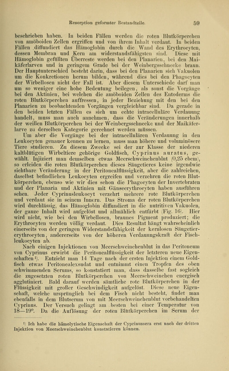beschrieben haben. In beiden Fällen werden die roten Blutkörperchen von amöboiden Zellen ergriffen und von ihrem Inhalt verdaut. In beiden Fällen ditlundicrt das Hämoglobin durch die Wand des Erythrocytcn, dessen Membran und Kern am widerstandsfähigsten sind. Diese mit Hämogiobiu gefüllten Überreste werden bei den Planarien, bei den Mai- käfcrlarven und in geringem Grade bei der Weinbergsschnecke braun. Der Hauptunterschied besteht darin, dass bei den Planarien sich Vakuolen um die Konkretionen herum bilden, während dies bei den Phagocyten der Wirbellosen nicht der Fall ist. Aber diesem Unterschiede darf man um so weniger eine hohe Bedeutung beilegen, als sonst die Vorgänge bei den Aktinien, bei welchen die amöboiden Zellen des Entoderms die roten Blutkörperchen auffressen, in jeder Beziehung mit den bei den Planarien zu beobachtenden Vorgängen vergleichbar sind. Da gerade in den beiden letzten Fällen es sich um echte intracelluläre Verdauung handelt, muss man auch annehmen, dass die Veränderungen innerhalb der weißen Blutkörperchen bei der Weinbergsschnecke und der Maikäfer- larve zu derselben Kategorie gerechnet werden müssen. Um aber die Vorgänge bei der intracellulären Verdauung in den Leukocyten genauer kennen zu lernen, muss man höhere und voluminösere Tiere studieren. Zu diesem Zwecke sei der zur Klasse der niederen kaltblütigen Wirbeltiere gehörige Goldfisch, Cyprinus auratus, ge- wählt. Injiziert man demselben etwas Meerschweinchenblut (0,25 cbcm), so erleiden die roten Blutkörperchen dieses Säugetieres keine irgendwie sichtbare Veränderung in der Peritonealflüssigkeit, aber die zahlreichen, daselbst befindlichen Leukocyten ergreifen und verzehren die roten Blut- körperchen, ebenso wie wir dies schon die Phagocyten der Invertebraten und der Planaria und Aktinien mit Gänseerythrocyten haben ausführen sehen. Jeder Cyprinusleukocyt verzehrt mehrere rote Blutkörperchen und verdaut sie in seinem Innern. Das Stroma der roten Blutkörperchen wird durchlässig, das Hämoglobin diffundiert in die nutritiven Vakuolen, der ganze Inhalt wird aufgelöst und allmählich entfärbt (Fig. 16). Hier wird nicht, wie bei den Wirbellosen, braunes Pigment produziert; die Erythrocytcn werden völlig verdaut. Dies Resultat hängt wahrscheinlich einerseits von der geringen Widerstandsfähigkeit der kernlosen Säugetier- erythrocyten, andererseits von der höheren Verdauungskraft der Fisch- leukocyten ab. Nach einigen Injektionen von Meerschweinchenblut in das Peritoneum von Cyprinus erwirbt die Peritonealflüssigkeit der letzteren neue Eigen- schaften i). Entzieht man 14 Tage nach der ersten Injektion einem Gold- fisch etwas Peritonealexsudat und entnimmt einen Tropfen des oben schwimmenden Serums, so konstatiert man, dass dasselbe fast sogleich die zugesetzten roten Blutkörperchen von Meerschweinchen energisch agglutiniert. Bald darauf werden sämtliche rote Blutkörperchen in der Flüssigkeit mit großer Geschwindigkeit aufgelöst. Diese neue Eigen- schaft, welche ursprünglich bei dem Fisch nicht besteht, findet man ebenfalls in dem Blutserum von mit Meerschweinchenblut vorbehandelten Cyprinus. Der Versuch gelingt am besten bei einer Temperatur von 18—19°. Da die Auflösung der roten Blutkörperchen im Serum der 1) Icli habe die hämolytische Eigenschaft der Cypriniissera erst nach der dritten Injektion von Meerschweinchenblut konstatieren ktJnnen.