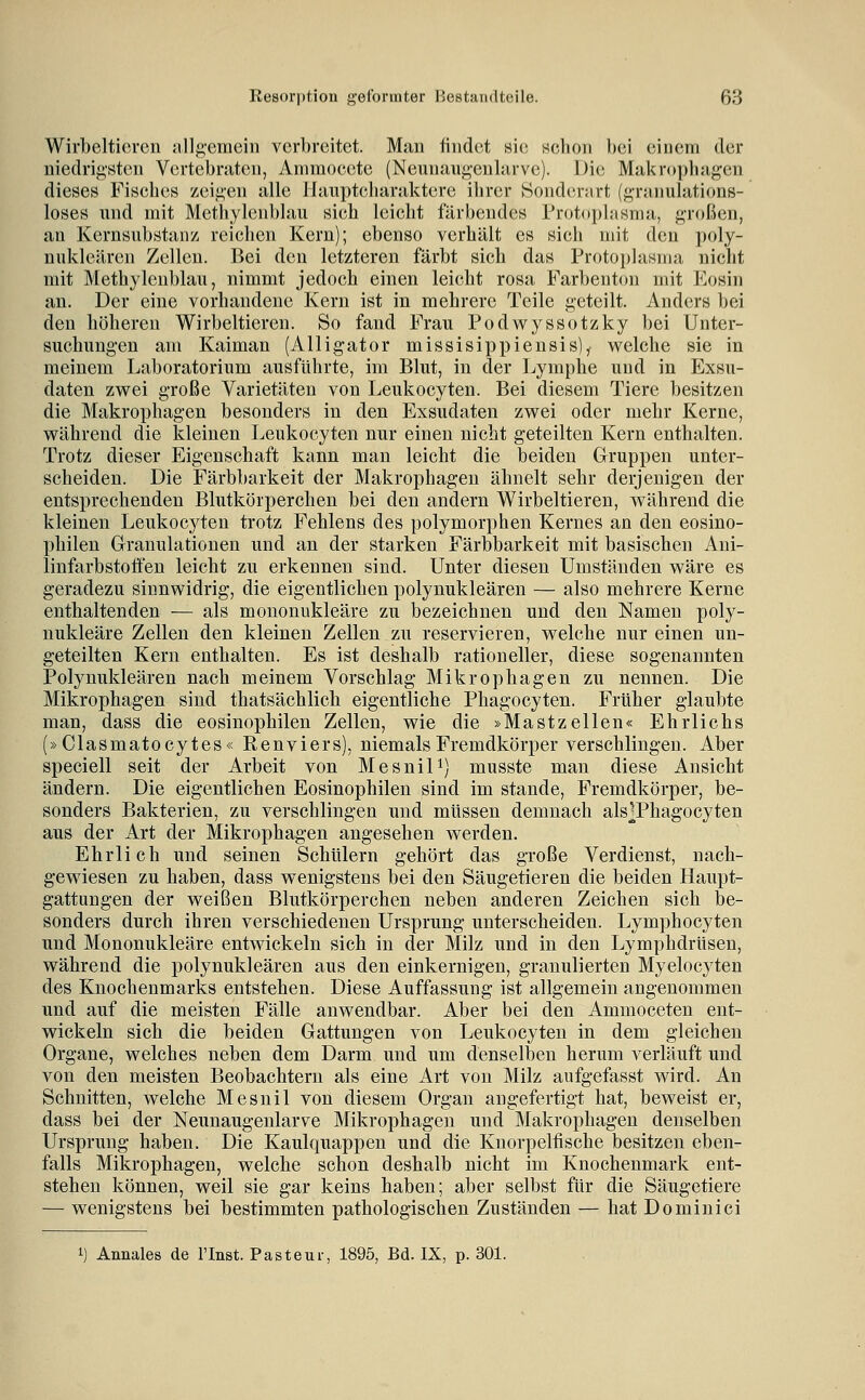 Wirbeltieren allg-emein verbreitet. Man findet sie schon bei einem der niedrig'sten Vertebraten, Animocete (Neunaiii^-eubirve). Die Makropliagen dieses Fisches zeiü,'en alle llauptcharaktere ilirer Hondenirt (granulations- loses und mit Methylenblau sich leicbt färbendes Protophisnia, g-roßcn, an Kcrnsubstan/ reichen Kern); ebenso verhält es sich mit den poly- nuklcären Zellen. Bei den letzteren färbt sieb das Proto})lasma nicht mit Methylenblau, nimmt jedoch einen leicbt rosa Farbenton mit Eosin an. Der eine vorhandene Kern ist in mehrere Teile geteilt. Anders bei den böbereu Wirbeltieren. So fand Frau Podwyssotzky bei Unter- suchungen am Kaiman (Alligator missisippiensis),. welche sie in meinem Laboratorium ausführte, im Blut, in der Lymphe und in Exsu- daten zwei große Varietäten von Leukocyten. Bei diesem Tiere besitzen die Makrophagen besonders in den Exsudaten zwei oder mehr Kerne, während die kleinen Leukocyten nur einen nicht geteilten Kern enthalten. Trotz dieser Eigenschaft kann man leicht die beiden Gruppen unter- scheiden. Die Färbbarkeit der Makrophagen ähnelt sehr derjenigen der entsprechenden Blutkörperchen bei den andern Wirbeltieren, während die kleinen Leukocyten trotz Fehlens des polymorphen Kernes an den eosino- philen Granulationen und an der starken Färbbarkeit mit basischen Ani- linfarbstoff'en leicht zu erkennen sind. Unter diesen Umständen wäre es geradezu sinnwidrig, die eigentlichen polynukleären — also mehrere Kerne enthaltenden — als mononukleäre zu bezeichnen und den Namen poly- nukleäre Zellen den kleinen Zellen zu reservieren, welche nur einen un- geteilten Kern enthalten. Es ist deshalb rationeller, diese sogenannten Polynukleären nach meinem Vorschlag Mikrophagen zu nennen. Die Mikrophagen sind thatsächlich eigentliche Phagocyten. Früher glaubte man, dass die eosinophilen Zellen, wie die »Mastzellen« Ehrlichs (»Clasmatocytes« Renviers), niemals Fremdkörper verschlingen. Aber speciell seit der Arbeit von Mesnil^) musste man diese Ansicht ändern. Die eigentlichen Eosinophilen sind im stände, Fremdkörper, be- sonders Bakterien, zu verschlingen und müssen demnach als^Phagocyten aus der Art der Mikrophagen angesehen werden. Ehrlich und seinen Schülern gehört das große Verdienst, nach- gewiesen zu haben, dass wenigstens bei den Säugetieren die beiden Haupt- gattungen der weißen Blutkörperchen neben anderen Zeichen sich be- sonders durch ihren verschiedenen Ursprung unterscheiden. Lymphocyten und Mononukleäre entwickeln sich in der Milz und in den Lymphdrüsen, während die polynukleären aus den einkernigen, granulierten Myelocyten des Knochenmarks entstehen. Diese Auffassung ist allgemein angenommen und auf die meisten Fälle anwendbar. Aber bei den Ammoceten ent- wickeln sich die beiden Gattungen von Leukocyten in dem gleichen Organe, welches neben dem Darm und um denselben herum verläuft und von den meisten Beobachtern als eine Art von Milz aufgefasst wird. An Schnitten, welche Mesnil von diesem Organ angefertigt hat, beweist er, dass bei der Neunaugenlarve Mikrophagen und Makrophagen denselben Ursprung haben. Die Kaulquappen und die Knorpelfische besitzen eben- falls Mikrophagen, welche schon deshalb nicht im Knochenmark ent- stehen können, weil sie gar keins haben; aber selbst für die Säugetiere — wenigstens bei bestimmten pathologischen Zuständen — hat Dominici 1) Annales de l'Inst. Pasteur, 1895, Bd. IX, p. 301.