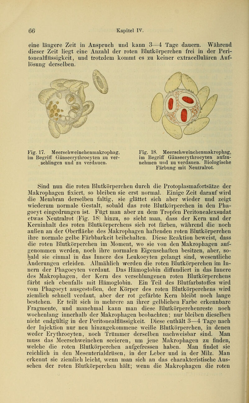 eine längere Zeit in Anspruch und kann 3—4 Tage dauern. Während dieser Zeit liegt eine Anzahl der roten Blutkörperchen frei in der Peri- tonealflüssigkeit, und trotzdem kommt es zu keiner extracellulären Auf- lösung derselben. Fig. 17. Meerschweinchenmakrophag, im Begriff Gänseerytilroeyten zu ver- schlingen und zu verdauen. Fig. 18. Meerschweinchenmakrophag, im Begriff Gänseerythrocyten aufzu- nehmen und zu verdauen. Biologische Färbung mit Neutralrot. Sind nun die roten Blutkörperchen durch die Protoplasmafortsätze der Makrophagen fixiert, so bleiben sie erst normal. Einige Zeit darauf wird die Membran derselben faltig, sie glättet sich aber wieder und zeigt wiederum normale Gestalt, sobald das rote Blutkörperchen in den Pha- gocyt eingedrungen ist. Fügt man aber zu dem Tropfen Peritonealexsudat etwas Neutralrot (Fig. 18) hinzu, so sieht man, dass der Kern und der Kerninhalt des roten Blutkörperchens sich rot färben, während die noch außen an der Oberfläche des Makrophagen haftenden roten Blutkörperchen ihre normale gelbe Färbbarkeit beibehalten. Diese Reaktion beweist, dass die roten Blutkörperchen im Moment, wo sie von den Makrophagen auf- genommen werden, noch ihre normalen Eigenschaften besitzen, aber, so- bald sie einmal in das Innere des Leukocyten gelangt sind, wesentliche Änderungen erleiden. Allmählich werden die roten Blutkörperchen im In- nern der Phagocyten verdaut. Das Hämoglobin diffundiert in das Innere des Makrophagen, der Kern des verschlungenen roten Blutkörperchens färbt sich ebenfalls mit Hämoglobin. Ein Teil des Blutfarbstoffes wird vom Phagocyt ausgestoßen, der Körper des roten Blutkörperchens wird ziemlich schnell verdaut, aber der rot gefärbte Kern bleibt noch lange bestehen. Er teilt sich in mehrere an ihrer gelblichen Farbe erkennbare Fragmente, und manchmal kann man diese Blutkörperchenreste noch wochenlang innerhalb der Makrophagen beobachten; nur bleiben dieselben nicht endgültig in der Peritonealtiüssigkeit. Diese enthält 3—4 Tage nach der Injektion nur neu hinzugekommene weiße Blutkörperchen, in denen weder Erythrocyten, noch Trümmer derselben nachweisbar sind. Man muss das Meerschweinchen secieren, um jene Makrophagen zu finden, welche die roten Blutkörperchen aufgefressen haben. Man findet sie reichlich in den Mesenterialdrüsen, in der Leber und in der Milz. Man erkennt sie ziemlich leicht, wenn man sich an das charakteristische Aus- sehen der roten Blutkörperchen hält; wenn die Makrophagen die roten