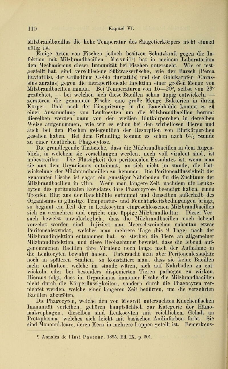Milzbrandbacillus die hohe Temperatur des Säugetierkörpers nicht einmal nötig ist. Einige Arten von Fischen jedoch besitzen Schutzkraft gegen die In- fektion mit Milzbrandbacillen. Mesnil^) hat in meinem Laboratorium den Mechanismus dieser Immunität bei Fischen untersucht. Wie er fest- gestellt hat, sind verschiedene Süßwasserfische, wie der Barsch (Perca fluviatilis), der Glründling (Grobio fluviatilis) und der Goldkarpfen (Caras- sius auratus) gegen die intraperitoneale Injektion einer großen Menge von Milzbrandbacillen immun. Bei Temperaturen von 15—20°, selbst von 23° gezüchtet, — bei welchen sich diese Bacillen schon üppig entwickeln — zerstören die genannten Fische eine große Menge Bakterien in ihreni Körper. Bald nach der Einspritzung in die Bauchhöhle kommt es ztl einer Ansammlung von Leukocyten um die Milzbrandbacillen herum; dieselben werden dann von den weißen Blutkörperchen in derselben Weise aufgenommen, wie wir es schon bei den wirbellosen Tieren und auch bei den Fischen gelegentlich der Resorption von Blutkörperchen gesehen haben. Bei dem Gründling kommt es schon nach 6Y2 Stunde zu einer deutlichen Phagocytose. Die grundlegende Thatsache, dass die Milzbrandbacillen in dem Augen- blick, in welchem sie verschlungen werden, noch voll virulent sind, ist unbestreitbar. Die Flüssigkeit des peritonealen Exsudates ist, wenn man sie aus dem Organismus entnimmt, an sich nicht im stände, die Ent- wickelung der Milzbrandbacillen zu hemmen. Die Peritonealflüssigkeit der genannten Fische ist sogar ein günstiger Nährboden für die Züchtung der Milzbrandbacillen in vitro. Wenn man längere Zeit, nachdem die Leuko- cyten des peritonealen Exsudates ihre Phagocytose beendigt haben, einen Tropfen Blut aus der Bauchhöhle entnimmt und denselben außerhalb des Organismus in günstige Temperatur- und Feuchtigkeitsbedingungen bringt, so beginnt ein Teil der in Leukocyten eingeschlossenen Milzbrandbacillen sich zu vermehren und ergiebt eine üppige Milzbrandkultur. Dieser Ver- such beweist unwiderleglich, dass die Milzbrandbacillen noch lebend verzehrt worden sind. Injiziert man Meerschweinchen subcutan etwas Peritonealexsudat, welches man mehrere Tage (bis 9 Tage) nach der Milzbrandinjektion entnommen hat, so sterben die Tiere an allgemeiner Milzbrandiufektiou, und diese Beobachtung beweist, dass die lebend auf- genommenen Bacillen ihre Virulenz noch lange nach der Aufnahme in die Leukocyten bewahrt haben. Untersucht man aber Peritonealexsudate noch in späteren Stadien, so konstatiert man, dass sie keine Bacillen mehr enthalten, welche im stände wären, sich auf Nährböden zu ent- wickeln oder bei besonders disponierten Tieren pathogen zu wirken. Hieraus folgt, dass im Organismus immuner Fische die Milzbrandbacillen nicht durch die Körperflüssigkeiten, sondern durch die Phagocyten ver- nichtet werden, welche einer längereu Zeit bedürfen, um die verzehrten Bacillen abzutöten. Die Phagocyten, welche den von Mesnil untersuchten Knochenfischen Immunität verleihen, gehören hauptsächlich zur Kategorie der Hämo- makrophagen; dieselben sind Leukocyten mit reichlichem Gehalt an Protoplasma, welches sich leicht mit basischen Anilinfarben färbt. Sie sind Monouukleäre, deren Kern in mehrere Lappen geteilt ist. Bemerkens-