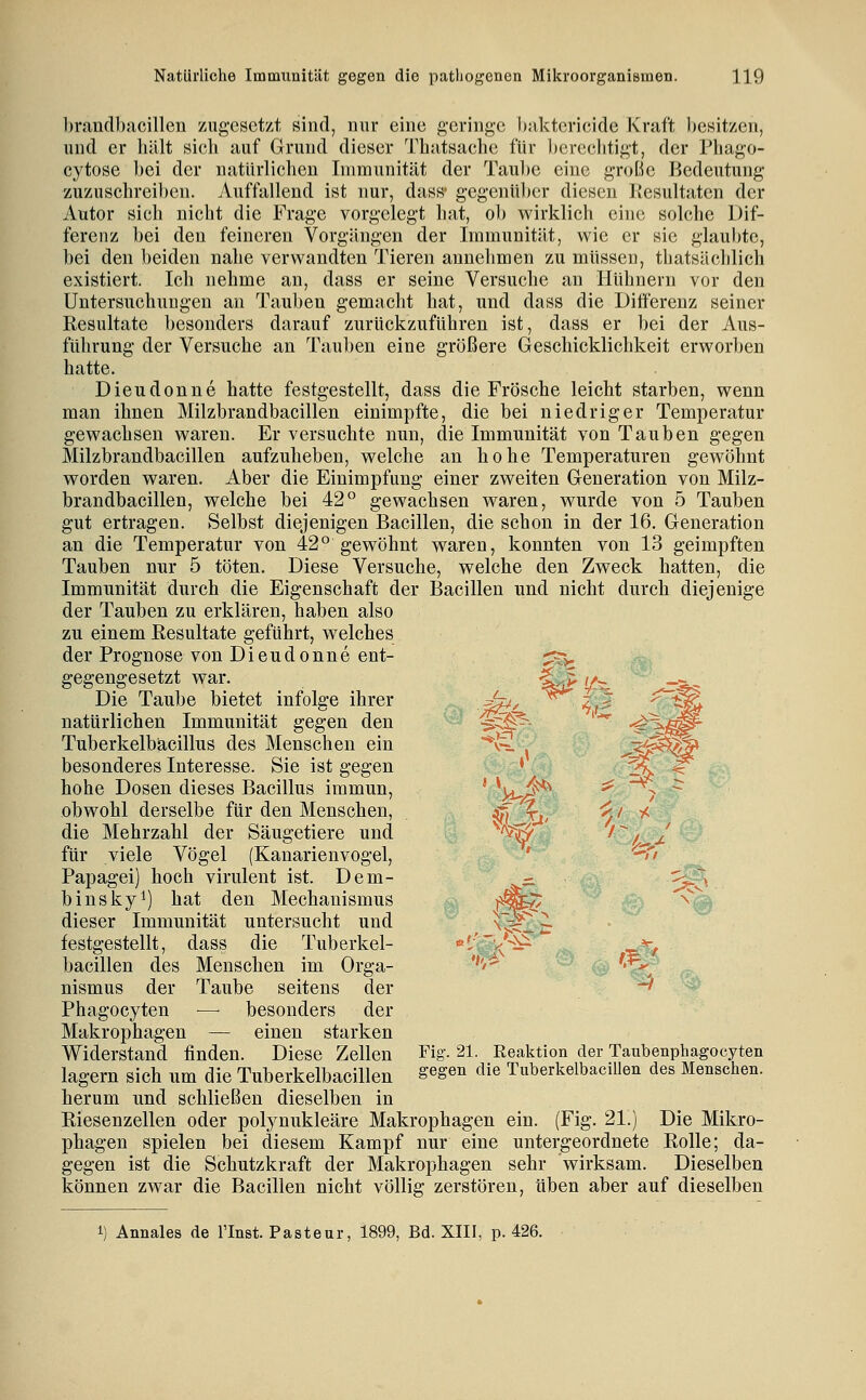 l)randl)acillen zugesetzt sind, nur eine g-cringc l)aktcricidc Kraft besitzen, und er hält sicli auf Grund dieser Tbatsache für berechtigt, der Phago- cytose bei der natürlichen Immunität der Taube eine große Bedeutung zuzuschreiben, ^luffallend ist nur, dass' gegenUl)cr diesen Resultaten der Autor sich nicht die Frage vorgelegt hat, ob wirklich eine solche Dif- ferenz bei den feineren Vorgängen der Immunität, wie er sie glaubte, bei den beiden nahe verwandten Tieren annehmen zu müssen, thatsächlich existiert. Ich nehme an, dass er seine Versuche an Hühnern vor den Untersuchungen an Tauben gemacht hat, und dass die Differenz seiner Resultate besonders darauf zurückzuführen ist, dass er bei der Aus- führung der Versuche an Tauben eine größere Geschicklichkeit erworben hatte. Dieudonne hatte festgestellt, dass die Frösche leicht starben, wenn man ihnen Milzbrandbacillen einimpfte, die bei niedriger Temperatur gewachsen waren. Er versuchte nun, die Immunität von Tauben gegen Milzbrandbacillen aufzuheben, welche an hohe Temperaturen gewöhnt worden waren. Aber die Einimpfung einer zweiten Generation von Milz- brandbacillen, welche bei 42° gewachsen waren, w^urde von 5 Tauben gut ertragen. Selbst diejenigen Bacillen, die schon in der 16, Generation an die Temperatur von 42° gewöhnt waren, konnten von 13 geimpften Tauben nur 5 töten. Diese Versuche, welche den Zweck hatten, die Immunität durch die Eigenschaft der Bacillen und nicht durch diejenige der Tauben zu erklären, haben also zu einem Resultate geführt, welches der Prognose von Dieudonne ent- gegengesetzt war. Die Taube bietet infolge ihrer natürlichen Immunität gegen den Tuberkelbäcillus des Menschen ein besonderes Interesse. Sie ist gegen hohe Dosen dieses Bacillus immun, obwohl derselbe für den Menschen, die Mehrzahl der Säugetiere und für viele Vögel (Kanarienvogel, Papagei) hoch virulent ist. Dem- binskyi) hat den Mechanismus dieser Immunität untersucht und festgestellt, dass die Tuberkel- bacillen des Menschen im Orga- nismus der Taube seitens der Phagocyten — besonders der Makrophagen — einen starken Widerstand finden. Diese Zellen Fig. 21. Reaktion der Taubenphagocyten lagern sich um die Tuberkelbacillen ^^^^n die Tuberkelbacillen des Menschen. herum und schließen dieselben in Riesenzellen oder polynukleäre Makrophagen ein. (Fig. 21.) Die Mikro- phagen spielen bei diesem Kampf nur eine untergeordnete Rolle; da- gegen ist die Schutzkraft der Makrophagen sehr wirksam. Dieselben können zwar die Bacillen nicht völlig zerstören, üben aber auf dieselben