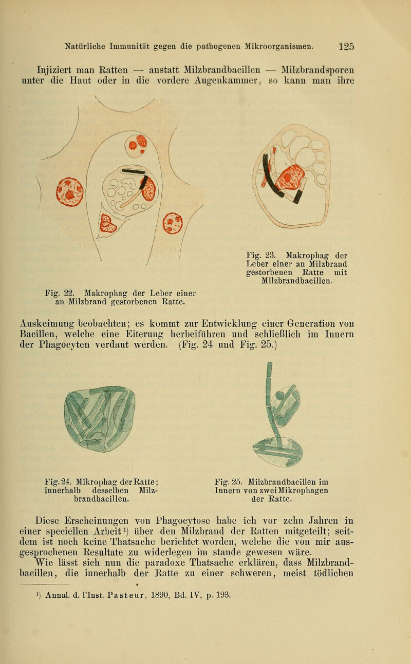 Injiziert man Hatten — anstatt Milzbrandbaeillen — Milzbrandsporen unter die Haut oder in die vordere Augenkammer, so kann man ihre Fig. 23. Makrophag der Leber einer an Milzbrand gestorbenen Ratte mit Milzbrandbaeillen. Fig. 22. Makrophag der Leber einer an Milzbrand gestorbenen Eatte. Auskeimung beobachten; es kommt zur Entwicklung einer Generation von Bacillen, welche eine Eiterung herbeiführen und schließlich im Innern der Phagocyten verdaut werden. (Fig. 24 und Fig. 25.) Fig. 24. Mikrophag der Ratte; innerhalb desselben Milz- brandbaeillen. Fig. 25. Milzbrandbaeillen im Innern von zwei Mikrophagen der Ratte. Diese Erscheinungen von Phagocytose habe ich vor zehn Jahren in einer speciellen Arbeit i) über den Milzbrand der Eatten mitgeteilt; seit- dem ist noch keine Thatsache berichtet worden, welche die von mir aus- gesprochenen Resultate zu widerlegen im stände gewesen wäre. Wie lässt sich nun die paradoxe Thatsache erklären, dass Milzbrand- baeillen, die innerhalb der Ratte zu einer schweren, meist tödlichen