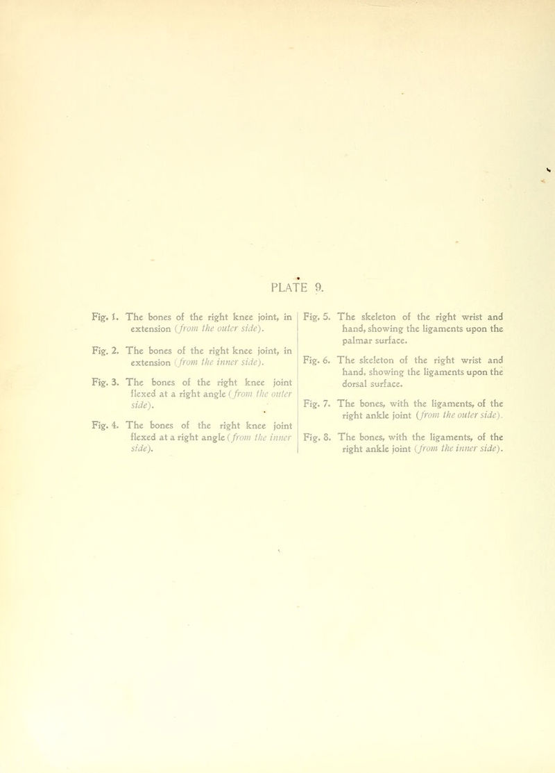 Figf. I. The bones of the right knee joint, in extension {from the outer side). Fig. 2. The bones of the right knee joint, in extension {from the inner side). Fig. 3. The bones of the right knee joint flexed at a right angle {from the outer side). Fig. 4. The bones of the right knee joint flexed at a right angle {from the inner side). Fig. 5. The skeleton of the right wrist and hand, showing the ligaments upon the palmar surface. Fig. 6. The skeleton of the right wrist and hand, showing the ligaments upon the dorsal surface. Fig. 7. The bones, with the ligaments, of the right ankle joint (from the outer side). Fig. 8. The bones, with the ligaments, of the right ankle joint {from the inner side).