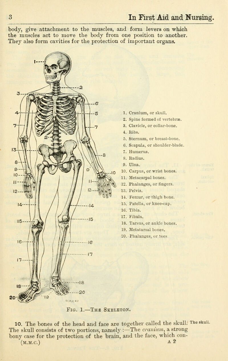 body, give attachment to the muscles, and form levers on which the muscles act to move the bodj from one position to another. They also form cavities for the protection of important organs. 1. Cranium, or skull. 2. Spine formed of vertebrae. 3. Clavicle, or collar-bone. 4. Eibs. 5. Sternum, or breast-bone. 6. Scapula, or shoulder-blade. 7. Humerus. 8. Radius. 9. Ulna. 10. Carpus, or wrist bones. 11. Metacarpal bones. 12. Phalanges, or fingers. 13. Pelvis. 14. Femur, or thigh bone. 15. Patella, or knee-cap. 16. Tibia. 17. Fibula. 18. Tarsus, or ankle bones. 19. Metatarsal bones. 20. Phalanges, or toes Fig. 1.—The Skeleton. 10. The bones of the head and face are together called the skull. The skuu. The skull consists of two portions, namely :—The cranium, a strong bony case for the protection of the brain, and the face, which con- (m.m.c.) a 2
