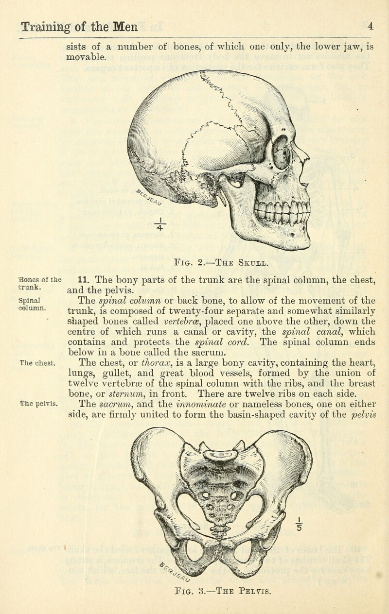 sists of a number of bones, of which one only, the lower jaw, is movable. Bones .of tke trunk. SpinaJ column. Tlie chest. The pelvis. Fig. 2.—The Settll. 11. The bony parts of the trunk are the spinal column, the chest, and the pelvis. The spinal column or back bone, to allow of the movement of the trunk, is composed of twenty-four separate and somewhat similarly shaped bones called vertebrae, placed one above the other, down the centre of which runs a canal or cavity, the spinal canal, which contains and protects the spinal cord. The spinal column ends below in a bone called the sacrum. The chest, or thorax, is a large bony cavity, containing the heart, lungs, gullet, and great blood vessels, formed by the union of twelve vertebrae of the spinal column with the ribs, and the breast bone, or sternum, in front. There are twelve ribs on each side. The sacrum, and the innominate or nameless bones, one on either side, are firmly united to form the basin-shaped cavity of the The Pelv^is.