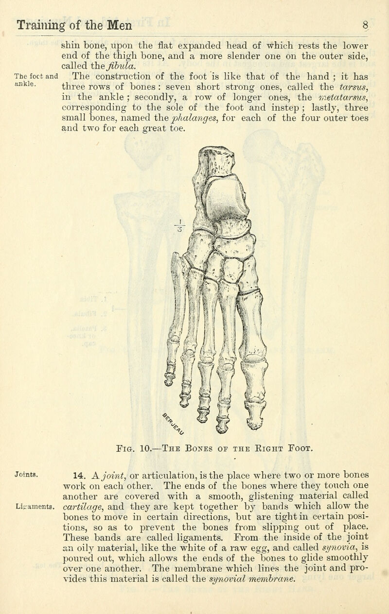 shin bone, upon the flat expanded head of which rests the lower end of the thigh bone, and a more slender one on the outer side, called the Jibula. The focfc and The construction of the foot is like that of the hand ; it has ankle. three rows of bones : seven short strong ones, called the tarsus, in the ankle ; secondly, a row of longer ones, the metatarsus, corresponding to the sole of the foot and instep ; lastly, three small bones, named the phalanges, for each of the four outer toes and two for each great toe. Fig, 10.—The Bones oe the Eight Foot. Joints. 14. X joint, or articulation, is the place where two or more bones work on each other. The ends of the bones where they touch one another are covered with a smooth, glistening material called Lif:aments. cartilage, and they are kept together by bands which allow the bones to move in certain directions, but are tight in certain posi- tions, so as to prevent the bones from slipping out of place. These bands are called ligaments. From the inside of the joint an oil}^ material, like the white of a raw egg, and called synovia, is poured out, which allows the ends of the bones to glide smoothly over one another. The membrane which lines the joint and pro- vides this material is called the synovial membrane.