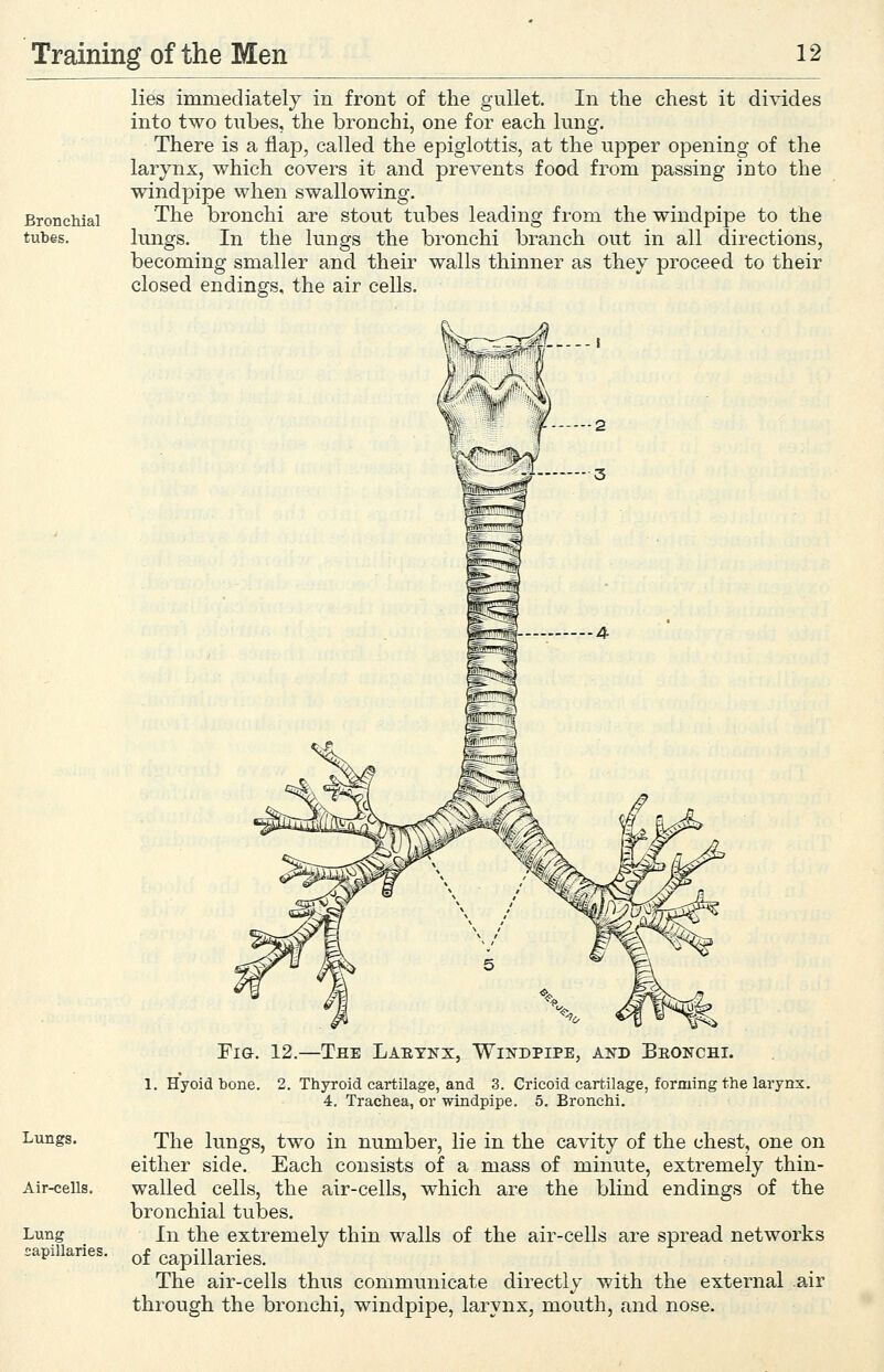 lies immediatelj in front of the gullet. In tbe chest it divides into two tubes, the bronchi, one for each lung. There is a flap, called the epiglottis, at the upper opening of the larynx, which covers it and prevents food from passing into the windpipe when swallowing. Bronciiiai The bronchi are stout tubes leading from the windpipe to the tubes. lungs. In the lungs the bronchi branch out in all directions, becoming smaller and their walls thinner as they proceed to their closed endings, the air cells. Lungs. Air-cells. Lung capillaries. Fia. 12.—The Laetkx, Windpipe, and Beonchi. 1. Hyoid bone. 2. Thyroid cartilage, and 3. Cricoid cartilage, forming the larynx. 4. Trachea, or windpipe. 5. Bronchi. The lungs, two in number, lie in the cavity of the chest, one on either side. Each consists of a mass of minute, extremely thin- walled cells, the air-cells, which are the blind endings of the bronchial tubes. In the extremely thin walls of the air-cells are spread networks of capillaries. The air-cells thus communicate directly with the external air through the bronchi, windpipe, larynx, mouth, and nose.