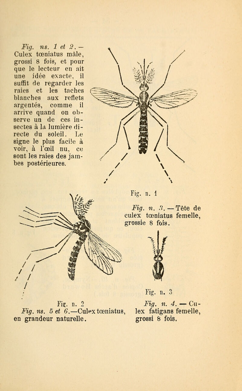 Fig. ns. 1 et 2 . — Culex tœniatus mâle, grossi 8 fois, et pour que le lecteur en ait une idée exacte, il suffit de regarder les raies et les taches blanches aux reflets argentés, comme il arrive quand on ob- serve un de ces in- sectes à la lumière di- recte du soleil. Le signe le plus facile à voir, à l'œil nu, ce sont les raies des jam- bes postérieures. Fig. n. 1 Fig. n. H. —Tête de culex tœniatus femelle, grossie 8 fois. Fi?, n. 2 Fig. ns. Set 6.—Culex tœniatus, en grandeur naturelle. Fig. n. 3 Fig. n. 4. — Cu- lex fatigans femelle, grossi 8 fois,