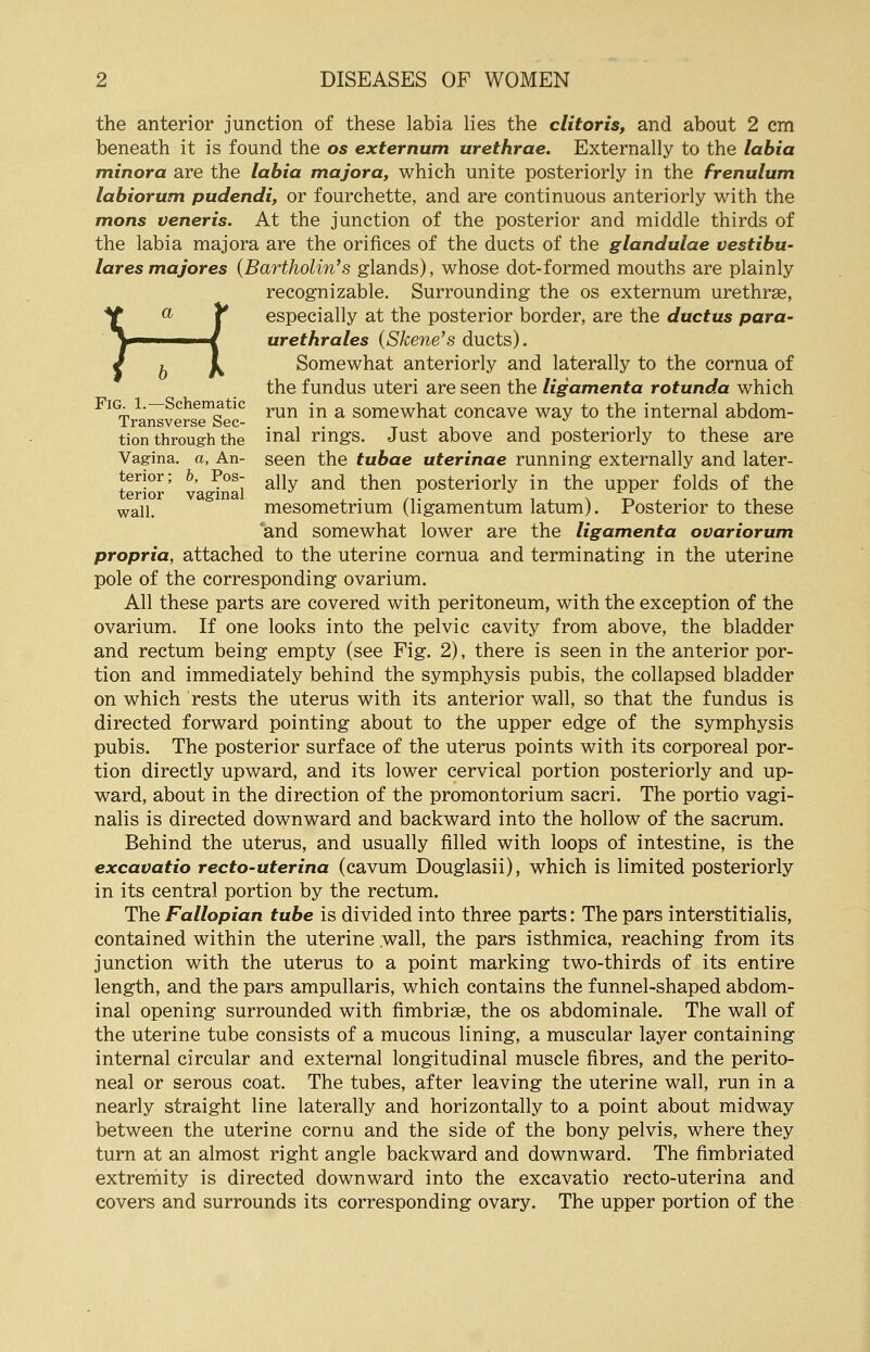 the anterior junction of these labia lies the clitoris, and about 2 cm beneath it is found the os externum urethrae. Externally to the labia minora are the labia majora, which unite posteriorly in the frenulum labiorum pudendi, or fourchette, and are continuous anteriorly with the mons veneris. At the junction of the posterior and middle thirds of the labia majora are the orifices of the ducts of the glandulae vestibu- lares majores (Bartholin's glands), whose dot-formed mouths are plainly recognizable. Surrounding the os externum urethras, }a r especially at the posterior border, are the ductus para- ■ / urethrales (Skene's ducts). 7 J^ Somewhat anteriorly and laterally to the cornua of the fundus uteri are seen the ligamenta rotunda which FlG- !•—Schematic mn jn SOmewhat concave way to the internal abdom- Transverse Sec- . J . tion through the mal rings. Just above and posteriorly to these are Vagina, a, An- seen the tubae uterinae running externally and later- tenor; b, Pos- a]jy an(j then posteriorly in the upper folds of the wail. mesometrium (ligamentum latum). Posterior to these and somewhat lower are the ligamenta ovariorum propria, attached to the uterine cornua and terminating in the uterine pole of the corresponding ovarium. All these parts are covered with peritoneum, with the exception of the ovarium. If one looks into the pelvic cavity from above, the bladder and rectum being empty (see Fig. 2), there is seen in the anterior por- tion and immediately behind the symphysis pubis, the collapsed bladder on which rests the uterus with its anterior wall, so that the fundus is directed forward pointing about to the upper edge of the symphysis pubis. The posterior surface of the uterus points with its corporeal por- tion directly upward, and its lower cervical portion posteriorly and up- ward, about in the direction of the promontorium sacri. The portio vagi- nalis is directed downward and backward into the hollow of the sacrum. Behind the uterus, and usually filled with loops of intestine, is the excavatio recto-uterina (cavum Douglasii), which is limited posteriorly in its central portion by the rectum. The Fallopian tube is divided into three parts: The pars interstitialis, contained within the uterine .wall, the pars isthmica, reaching from its junction with the uterus to a point marking two-thirds of its entire length, and the pars ampullaris, which contains the funnel-shaped abdom- inal opening surrounded with fimbriae, the os abdominale. The wall of the uterine tube consists of a mucous lining, a muscular layer containing internal circular and external longitudinal muscle fibres, and the perito- neal or serous coat. The tubes, after leaving the uterine wall, run in a nearly straight line laterally and horizontally to a point about midway between the uterine cornu and the side of the bony pelvis, where they turn at an almost right angle backward and downward. The fimbriated extremity is directed downward into the excavatio recto-uterina and covers and surrounds its corresponding ovary. The upper portion of the