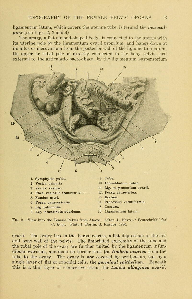 ligamentum latum, which covers the uterine tube, is termed the mesosal- pinx (see Figs. 2, 3 and 4). The ovary, a flat almond-shaped body, is connected to the uterus with its uterine pole by the ligamentum ovarii proprium, and hangs down at its hilus or mesovarium from the posterior wall of the ligamentum latum. Its upper or tubal pole is directly connected to the bony pelvis, just external to the articulatio sacro-iliaca, by the ligamentum suspensorium 1. Symphysis pubis. 2. Vesica urinaria. 3. Vertex vesicae. 4. Plica vesicalis transversa. 5. Fundus uteri. 6. Fossa paravesicalis. 7. Lig. rotundum. 8. Lip-, infundibulo-ovaricum. 9. Tube. 10. Infundibulum tubae. 11. Lig. suspensorium ovarii. 12. Fossa parauterina. 13. Rectum. 14. Processus vermiformis. 15. Coecum. 16. Ligamentum latum. Fig. 2. -View into the Female Pelvis from Above. After A. Martin C. Ruge. Plate 1, Berlin, S. Karger, 1896. 'Festschrift for ovarii. The ovary lies in the bursa ovarica, a flat depression in the lat- eral bony wall of the pelvis. The fimbriated extremity of the tube and the tubal pole of the ovary are further united by the ligamentum infun- dibulo-ovaricum, and upon its border runs the fimbria ovarica from the tube to the ovary. The ovary is not covered by peritoneum, but by a single layer of flat or cuboidal cells, the germinal epithelium. Beneath this is a thin layer of C3nnective tissue, the tunica albuginea ovarii,