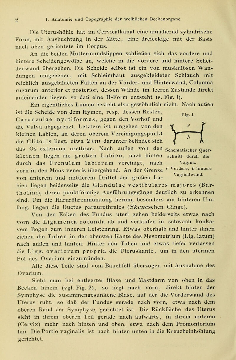 Die Uterushöhle hat im Cervicalkanal eine annähernd zylindrische Form, mit Ausbuchtung in der Mitte, eine dreieckige mit der Basis nach oben gerichtete im Corpus. An die beiden Muttermundslippen schließen sich das vordere und hintere Scheidengewölbe an, welche in die vordere und hintere Schei- denwand übergehen. Die Scheide selbst ist ein von muskulösen Wan- dungen umgebener, mit Schleimhaut ausgekleideter Schlauch mit reichlich ausgebildeten Falten an der Vorder- und Hinterwand, Columna rugarum anterior et posterior, dessen Wände im leeren Zustande direkt aufeinander liegen, so daß eine H-Form entsteht (s. Fig. 1). Ein eigentliches Lumen besteht also gewöhnlich nicht. Nach außen ist die Scheide von dem Hymen, resp. dessen Resten, Carunculae myrtiformes, gegen den Vorhof und die Vulva abgegrenzt. Letztere ist umgeben von den kleinen Labien, an deren oberem Vereinigungspunkt V—-~ die Clitoris liegt, etwa 2 cm darunter befindet sich das Os externum urethrae. Nach außen von den schematischer Quer- kleinen liegen die großen Labien, nach hinten schnitt durch die durch das Frenulum labiorum vereinigt, nach Vagina, vorn in den Mons veneris übergehend. An der Grenze v Vordere' h hintere von unterem und mittlerem Drittel der großen La- bien liegen beiderseits die Glandulae vestibuläres majores (Bar- tholini), deren punktförmige Ausführungsgänge deutlich zu erkennen sind. Um die Harnröhrenmündung herum, besonders am hinteren Um- fang, liegen die Ductus paraurethrales (S&eneschen Gänge). Von den Ecken des Fundus uteri gehen beiderseits etwas nach vorn die Ligamenta rotunda ab und verlaufen in schwach konka- vem Bogen zum inneren Leistenring. Etwas oberhalb und hinter ihnen ziehen die Tuben in der obersten Kante des Mesometrium (Lig. latum) nach außen und hinten. Hinter den Tuben und etwas tiefer verlassen die Ligg. ovariorum propria die Uteruskante, um in den uterinen Pol des Ovarium einzumünden. Alle diese Teile sind vom Bauchfell überzogen mit Ausnahme des Ovarium. Sieht man bei entleerter Blase und Mastdarm von oben in das Becken hinein (vgl. Fig. 2), so liegt nach vorn, direkt hinter der Symphyse die zusammengesunkene Blase, auf der die Vorderwand des Uterus ruht, so daß der Fundus gerade nach vorn, etwa nach dem oberen Rand der Symphyse, gerichtet ist. Die Rückfläche des Uterus sieht in ihrem oberen Teil gerade nach aufwärts, in ihrem unteren (Cervix) mehr nach hinten und oben, etwa nach dem Promontorium hin. Die Portio vaginalis ist nach hinten unten in die Kreuzbeinhöhlung gerichtet.