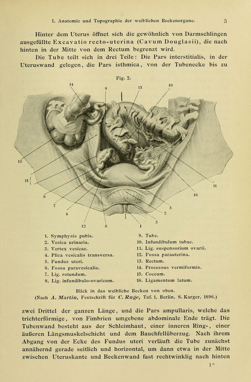 Hinter dem Uterus öffnet sich die gewöhnlich von Darmschlingen ausgefüllte Excavatio recto-uterina (Cavum Douglasii), die nach hinten in der Mitte von dem Rectum begrenzt wird. Die Tube teilt sich in drei Teile: Die Pars interstitialis, in der Uteruswand gelegen, die Pars isthmica, von der Tubenecke bis zu Fig. 2. 1. Symphysis pubis. 2. Vesica urinaria. 3. Vertex vesicae. 4. Plica vesicalis transversa. 5. Fundus uteri. 6. Fossa paravesicalis. 7. Lig. rotundum. 8. Lig. infundibulo-ovaricum. 9. Tube. 10. Infundibulum tubae. 11. Lig. Suspensorium ovarii. 12. Fossa parauterina. 13. Rectum. 14. Processus vermiformis. 15. Coecum. 16. Ligamentum latum. Blick in das weibliche Becken von oben. (Nach A. Martin, Festschrift für C. Rüge, Taf. 1, Berlin, S. Karger, 1896.) zwei Drittel der ganzen Länge, und die Pars ampullaris, welche das trichterförmige, von Fimbrien umgebene abdominale Ende trägt. Die Tubenwand besteht aus der Schleimhaut, einer inneren Ring-, einer äußeren Längsmuskelschicht und dem Bauchfellüberzug. Nach ihrem Abgang von der Ecke des Fundus uteri verläuft die Tube zunächst annähernd gerade seitlich und horizontal, um dann etwa in der Mitte zwischen Uteruskante und Beckenwand fast rechtwinklig nach hinten 1*