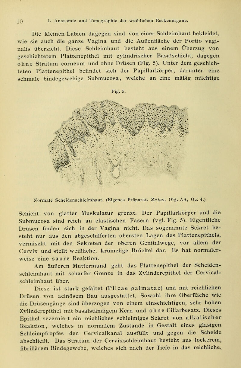 Die kleinen Labien dagegen sind von einer Schleimhaut bekleidet, wie sie auch die ganze Vagina und die Außenfläche der Portio vagi- nalis überzieht. Diese Schleimhaut besteht aus einem Überzug von geschichtetem Plattenepithel mit zylindrischer Basalschicht, dagegen ohne Stratum corneum und ohne Drüsen (Fig. 5). Unter dem geschich- teten Plattenepithel befindet sich der Papillarkörper, darunter eine schmale bindegewebige Submucosa, welche an eine mäßig mächtige Fig. 5. .''£\ ?J>%^f'5v'-^':;;'''■'•''•' ': r? ' '. :'■'■'*'■'' - ':'-':''' 8? -,-' Normale Scheidenschleimhaut. (Eigenes Präparat. Zeiss, Obj. AA, Oc. 4.) Schicht von glatter Muskulatur grenzt. Der Papillarkörper und die Submucosa sind reich an elastischen Fasern (vgl. Fig. 5). Eigentliche Drüsen finden sich in der Vagina nicht. Das sogenannte Sekret be- steht nur aus den abgeschilferten obersten Lagen des Plattenepithels, vermischt mit den Sekreten der oberen Genitalwege, vor allem der Cervix und stellt weißliche, krümelige Bröckel dar. Es hat normaler- weise eine saure Reaktion. Am äußeren Muttermund geht das Plattenepithel der Scheiden- schleimhaut mit scharfer Grenze in das Zylinderepithel der Cervical- schleimhaut über. Diese ist stark gefaltet (Plicae palmatae) und mit reichlichen Drüsen von acinösem Bau ausgestattet. Sowohl ihre Oberfläche wie die Drüsengänge sind überzogen von einem einschichtigen, sehr hohen Zylinderepithel mit basalständigem Kern und ohne Ciliarbesatz. Dieses Epithel sezerniert ein reichliches schleimiges Sekret von alkalischer Reaktion, welches in normalem Zustande in Gestalt eines glasigen Schleimpfropfes den Cervicalkanal ausfüllt und gegen die Scheide abschließt. Das Stratum der Cervixschleimhaut besteht aus lockerem, fibrillärem Bindegewebe, welches sich nach der Tiefe in das reichlichej