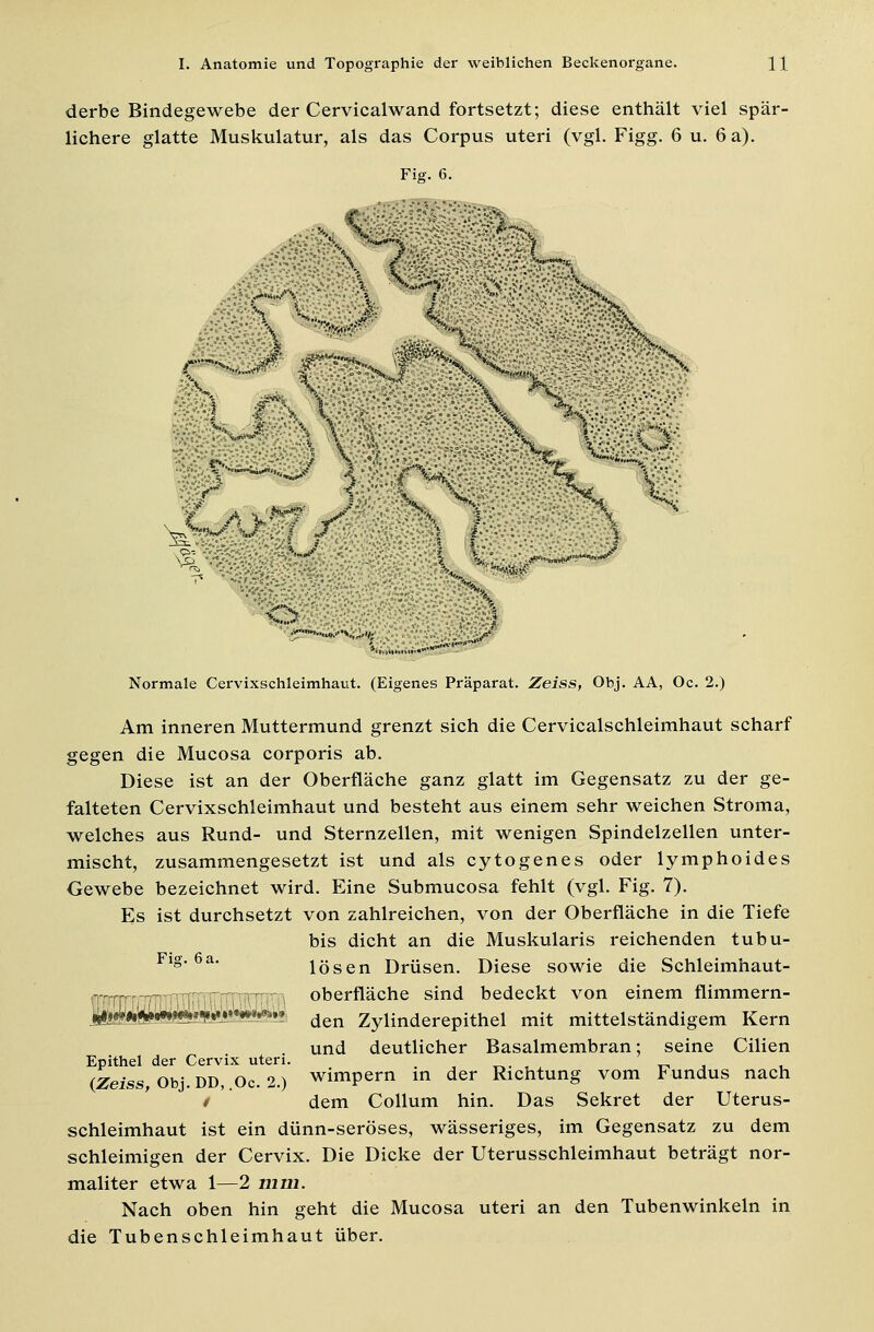 derbe Bindegewebe der Cervicalwand fortsetzt; diese enthält viel spär- lichere glatte Muskulatur, als das Corpus uteri (vgl. Figg. 6 u. 6 a). Fig. 6. s-.'i-V.-Vv- %»-»,■ .■■■:,. ■■... *: .-,- 's ^ ... V■•;•••■'.: ? - ■• '% -*v §£#£-:£?: m* Normale Cervixschleimhaut. (Eigenes Präparat. Zeiss, Obj. AA, Oc. 2.) Am inneren Muttermund grenzt sich die Cervicalschleimhaut scharf gegen die Mucosa corporis ab. Diese ist an der Oberfläche ganz glatt im Gegensatz zu der ge- falteten Cervixschleimhaut und besteht aus einem sehr weichen Stroma, welches aus Rund- und Sternzellen, mit wenigen Spindelzellen unter- mischt, zusammengesetzt ist und als cytogenes oder lymphoides Gewebe bezeichnet wird. Eine Submucosa fehlt (vgl. Fig. 7). Es ist durchsetzt von zahlreichen, von der Oberfläche in die Tiefe bis dicht an die Muskularis reichenden tubu- Fl§ 6a lösen Drüsen. Diese sowie die Schleimhaut- -Tr Oberfläche sind bedeckt von einem flimmern- j^»^»^»^1***^»? den Zylinderepithel mit mittelständigem Kern und deutlicher Basalmembran; seine Cilien Epithel der Cervix uteri. (Zeiss Obj. DD, Oc. 2.) wimpern in der Richtung vom Fundus nach f dem Collum hin. Das Sekret der Uterus- schleimhaut ist ein dünn-seröses, wässeriges, im Gegensatz zu dem schleimigen der Cervix. Die Dicke der Uterusschleimhaut beträgt nor- maliter etwa 1—2 mm. Nach oben hin geht die Mucosa uteri an den Tubenwinkeln in die Tubenschleimhaut über.