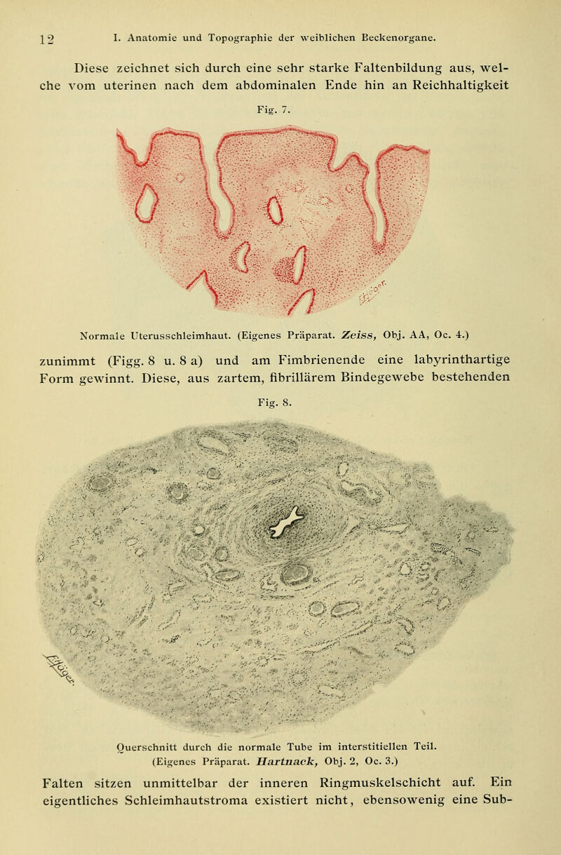 Diese zeichnet sich durch eine sehr starke Faltenbildung aus, wel- che vom uterinen nach dem abdominalen Ende hin an Reichhaltigkeit Fig. 7. F/i 1 \ / / -* / l Normale Uterusschleimhaut. (Eigenes Präparat. Zeiss, Obj. AA, Oc. 4.) zunimmt (Figg. 8 u. 8 a) und am Fimbrienende eine labyrinthartige Form gewinnt. Diese, aus zartem, fibrillärem Bindegewebe bestehenden Fig. 8. '.' *#■ % <^ Querschnitt durch die normale Tube im interstitiellen Teil. (Eigenes Präparat. Hartnack, Obj. 2, Oc. 3.) Falten sitzen unmittelbar der inneren Ringmuskelschicht auf. Ein eigentliches Schleimhautstroma existiert nicht, ebensowenig eine Sub-