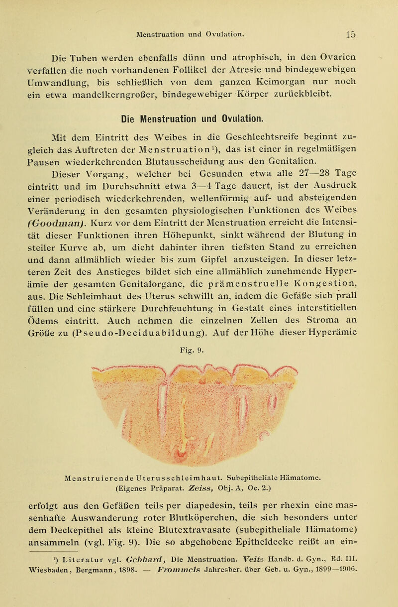 Die Tuben werden ebenfalls dünn und atrophisch, in den Ovarien verfallen die noch vorhandenen Follikel der Atresie und bindegewebigen Umwandlung, bis schließlich von dem ganzen Keimorgan nur noch ein etwa mandelkerngroßer, bindegewebiger Körper zurückbleibt. Die Menstruation und Ovulation. Mit dem Eintritt des Weibes in die Geschlechtsreife beginnt zu- gleich das Auftreten der Menstruation1), das ist einer in regelmäßigen Pausen wiederkehrenden Blutausscheidung aus den Genitalien. Dieser Vorgang, welcher bei Gesunden etwa alle 27—28 Tage eintritt und im Durchschnitt etwa 3—4 Tage dauert, ist der Ausdruck einer periodisch wiederkehrenden, wellenförmig auf- und absteigenden Veränderung in den gesamten physiologischen Funktionen des Weibes (Goodman). Kurz vor dem Eintritt der Menstruation erreicht die Intensi- tät dieser Funktionen ihren Höhepunkt, sinkt während der Blutung in steiler Kurve ab, um dicht dahinter ihren tiefsten Stand zu erreichen und dann allmählich wieder bis zum Gipfel anzusteigen. In dieser letz- teren Zeit des Anstieges bildet sich eine allmählich zunehmende Hyper- ämie der gesamten Genitalorgane, die prämenstruelle Kongestion, aus. Die Schleimhaut des Uterus schwillt an, indem die Gefäße sich prall füllen und eine stärkere Durchfeuchtung in Gestalt eines interstitiellen Ödems eintritt. Auch nehmen die einzelnen Zellen des Stroma an Größe zu (Pseudo-Deciduabildung). Auf der Höhe dieser Hyperämie Für. 9. Menstruierende Uterusschleimhaut. Subepitheliale Hämatome. (Eigenes Präparat. Zeiss, Obj. A, Oc. 2.) erfolgt aus den Gefäßen teils per diapedesin, teils per rhexin eine mas- senhafte Auswanderung roter Blutköperchen, die sich besonders unter dem Deckepithel als kleine Blutextravasate (subepitheliale Hämatome) ansammeln (vgl. Fig. 9). Die so abgehobene Epitheldecke reißt an ein- J) Literatur vgl. Gebhard, Die Menstruation. Veits Handb. d. Gyn., Bd. III. Wiesbaden, Bergmann, 1898. — Frommeis Jahresber. über Geb. u. Gyn., 1899—1906.