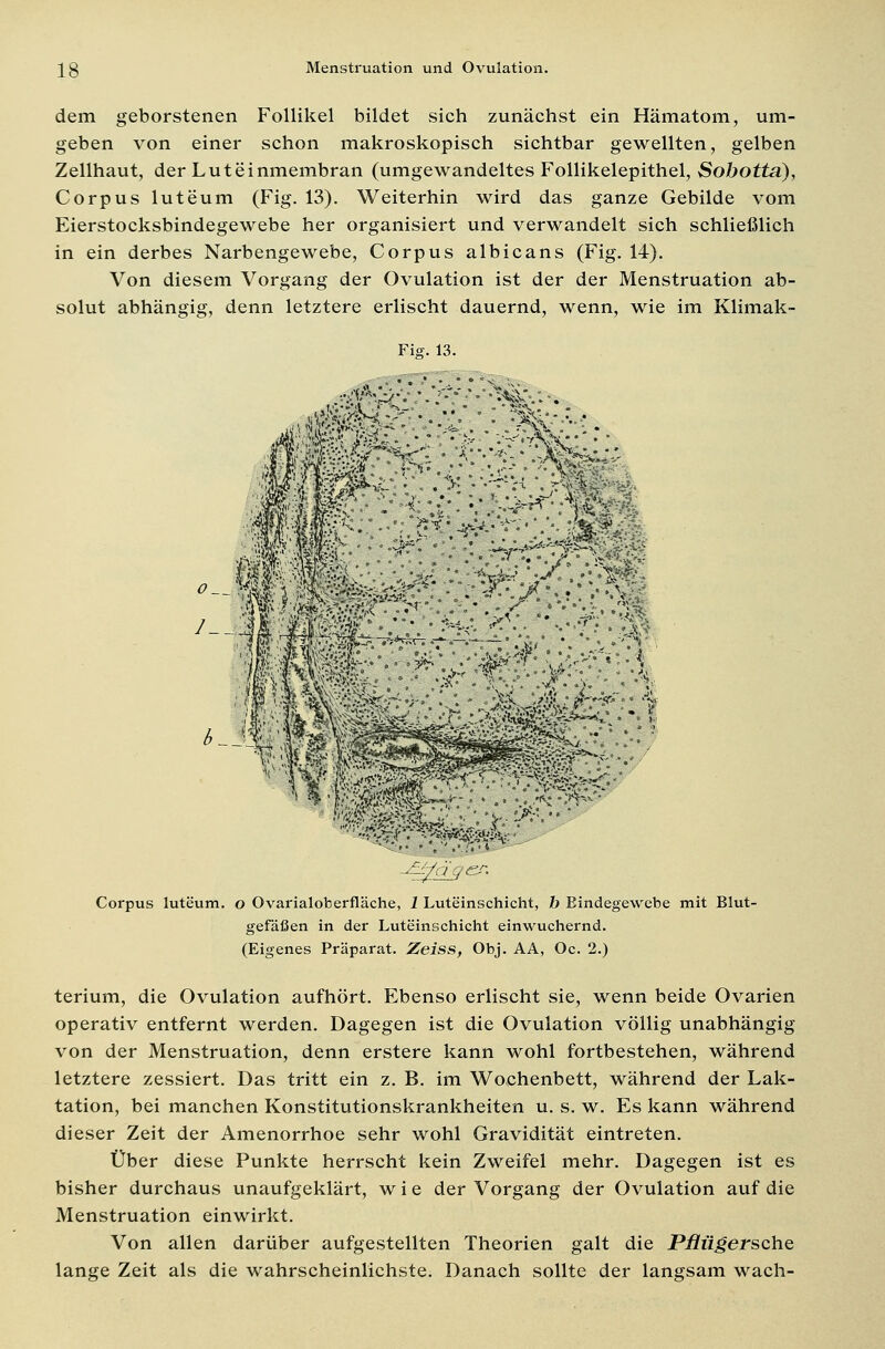 dem geborstenen Follikel bildet sich zunächst ein Hämatom, um- geben von einer schon makroskopisch sichtbar gewellten, gelben Zellhaut, der Luteinmembran (umgewandeltes Follikelepithel, Sobotta), Corpus luteum (Fig. 13). Weiterhin wird das ganze Gebilde vom Eierstocksbindegewebe her organisiert und verwandelt sich schließlich in ein derbes Narbengewebe, Corpus albicans (Fig. 14). Von diesem Vorgang der Ovulation ist der der Menstruation ab- solut abhängig, denn letztere erlischt dauernd, wenn, wie im Klimak- Fig. 13. •wl ilß'^-'t*.$^: •&-*'''•'■ 'llPkll Corpus luteum, o Ovarialoberfläche, I Luteinschicht, b Bindegewebe mit Blut- gefäßen in der Luteinschicht einwuchernd. (Eigenes Präparat. Zeiss, Obj. AA, Oc. 2.) terium, die Ovulation aufhört. Ebenso erlischt sie, wenn beide Ovarien operativ entfernt werden. Dagegen ist die Ovulation völlig unabhängig von der Menstruation, denn erstere kann wohl fortbestehen, während letztere zessiert. Das tritt ein z. B. im Wochenbett, während der Lak- tation, bei manchen Konstitutionskrankheiten u. s. w. Es kann während dieser Zeit der Amenorrhoe sehr wohl Gravidität eintreten. Über diese Punkte herrscht kein Zweifel mehr. Dagegen ist es bisher durchaus unaufgeklärt, w i e der Vorgang der Ovulation auf die Menstruation einwirkt. Von allen darüber aufgestellten Theorien galt die Pßügersche lange Zeit als die wahrscheinlichste. Danach sollte der langsam wach-