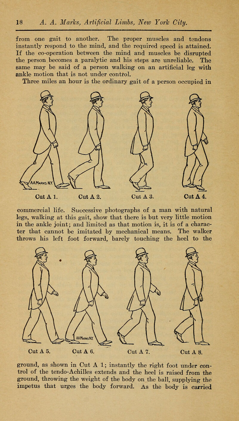 from one gait to another. The proper muscles and tendons instantly respond to the mind, and the required speed is attained. If the co-operation between the mind and muscles be disrupted the person becomes a paralytic and his steps are unreliable. The same may be said of a person walking on an artificial leg with ankle motion that is not under control. Three miles an hour is the ordinary gait of a person occupied in Cut A 3. Cut A 3. Cut A 4. commercial life. Suocessive photographs of a man with natural legs, walking at this gait, show that there is but very little motion in the ankle joint; and limited as that motion is, it is of a charac- ter that cannot be imitated by mechanical means. The walker throws his left foot forward, barely touching the heel to the Cut A 5. Cut A 6. Cut A 7. Cut A 8. ground, as shown in Cut A 1; instantly the right foot under con- trol of the tendo-Achilles extends and the heel is raised from the ground, throwing the weight of the body on the ball, supplying the impetus that urges the body forward. As the body is carried