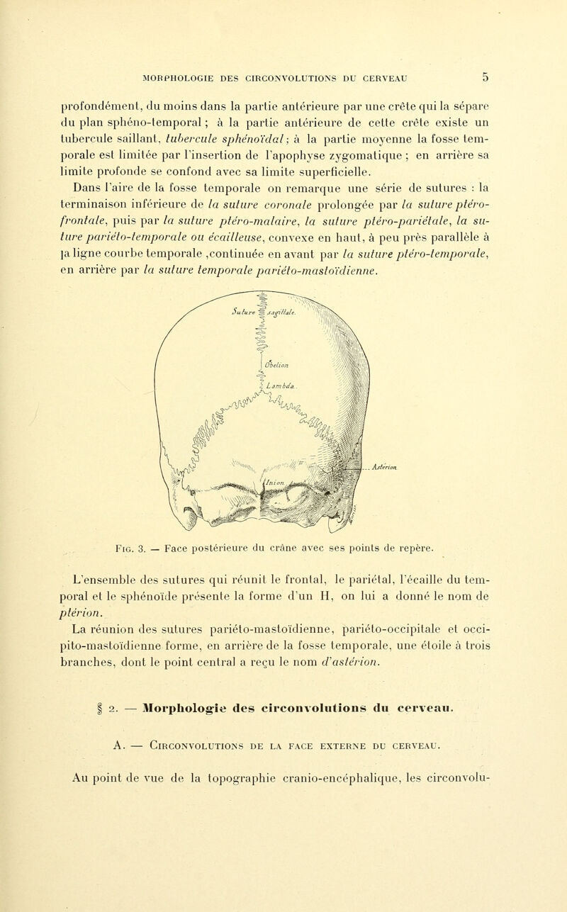 profondément, du moins dans la partie antérieure par une crête qui la sépare du plan sphéno-temporal ; à la partie antérieure de cette crête existe un tubercule saillant, tubercule sphénoïdal ; à la partie moyenne la fosse tem- porale est limitée par l'insertion de l'apophyse zygomatique ; en arrière sa limite profonde se confond avec sa limite superficielle. Dans l'aire de la fosse temporale on remarque une série de sutures : la terminaison inférieure de la suture coronale prolongée par la suture ptéro- frontale, puis par la suture ptéro-malaire, la suture ptéro-pariétale, la su- ture pariélo-temporale ou écailleuse, convexe en haut, à peu près parallèle à ja ligne courbe temporale ,continuée en avant par la suture ptéro-temporale, en arrière par la suture temporale pariéto-mastoïdienne. AsUrion. FiG. 3. — Face postérieure du crâne avec ses points de repère. L'ensemble des sutures qui réunit le frontal, le pariétal, Técaille du tem- poral et le sphénoïde présente la forme d'un H, on lui a donné le nom de plèrion. La réunion des sutures pariéto-mastoïdienne, pariéto-occipitale et occi- pito-mastoïdienne forme, en arrière de la fosse temporale, une étoile à trois branches, dont le point central a reçu le nom d'astérion. 2. — Morphologfîe des circonvoliitions du cerveau. A. — Circonvolutions de la face externe du cerveau. Au point de vue de la topographie cranio-encéphalique, les circonvolu-