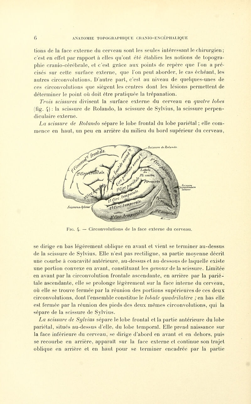 lions de la face externe du cerveau sont les seules intéressant le chirurgien; c'est en effet par rapport à elles qu'ont été établies les notions de topogra- phie cranio-cérébrale, et c'est grâce aux points de repère que l'on a pré- cisés sur cette surface externe, que Ton peut aborder, le cas échéant, les autres circonvolutions. D'autre part, c'est au niveau de quelques-unes de ces circonvolutions que siègent les centres dont les lésions permettent de déterminer le point où doit être pratiquée la trépanation. Trois scissures divisent la surface externe du cerveau en quatre lobes (fig. 4) : la scissure de Rolando, la scissure de Sylvius, la scissure perpen- diculaire externe. La scissure de Rolando sépare le lobe frontal du lobe pariétal ; elle com- mence en haut, un peu en arrière du milieu du bord supérieur du cerveau, Scissure Je Rolando Scisyurejt Sylvius FiG. [\. — Circonvolutions de la face externe du cerveau. se dirige en bas légèrement oblique en avant et vient se terminer au-dessus de la scissure de Sylvius. Elle n'est pas rectiligne, sa partie moyenne décrit une courbe à concavité antérieure, au-dessus et au-dessous de laquelle existe une portion convexe en avant, constituant les ^e/joacrdela scissure. Limitée en avant par la circonvolution frontale ascendante, en arrière par la parié- tale ascendante, elle se prolonge légèrement sur la face interne du cerveau, où elle se trouve fermée par la réunion des portions supérieures de ces deux circonvolutions, dont l'ensemble constitue le lobule quadrilatère ; en bas elle est fermée par la réunion des pieds des deux mêmes circonvolutions, qui la sépare de la scissure de Sylvius. La scissure de Sylvius sépare le lobe frontal et la partie antérieure du lobe pariétal, situés au-dessus d'elle, du lobe temporal. Elle prend naissance sur la face inférieure du cerveau, se dirige d'abord en avant et en dehors, puis se recourbe en arrière, apparaît sur la face externe et continue son trajet oblique en arrière et en haut pour se terminer encadrée par la partie