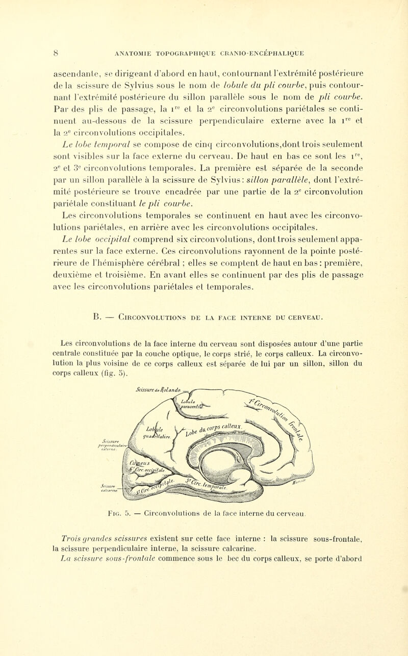 ascenclanle, se dirigeant d'abord en haut, contournnntrextrémité postérieure de la scissure de Sylvius sous le nom de lobule du pli courbe^ puis contour- nant l'extrémité postérieure du sillon parallèle sous le nom de pli courbe. Par des plis de passage, la i'^® et la i^ circonvolutions pariétales se conti- nuent au-dessous de la scissure perpendiculaire externe avec la i et la 2*^ circonvolutions occipitales. Le lobe temporal se compose de cinq circonvolutions,dont trois seulement sont visibles sur la face externe du cerveau. De haut en bas ce sont les i*^, 2® et 3® circonvolutions temporales. La première est séparée de la seconde par un sillon parallèle à la scissure de Sylvius: sillon parallèle^ dont l'extré- mité postérieure se trouve encadrée par une partie de la 2*^ circonvolution pariétale constituant le pli courbe. Les circonvolutions temporales se continuent en haut avec les circonvo- lutions pariétales, en arrière avec les circonvolutions occipitales. Le lobe occipital comprend six circonvolutions, dont trois seulement appa- rentes sur la face externe. Ces circonvolutions rayonnent de la pointe posté- rieure de l'hémisphère cérébral ; elles se comptent de haut en bas : première, deuxième et troisième. En avant elles se continuent par des plis de passage avec les circonvolutions pariétales et temporales. B. — Circonvolutions de la face interne du cerveau. Les circonvolutions de la face interne du cerveau sont disposées autour d'une partie centrale constituée par la couche optique, le corps strié, le corps calleux. La circonvo- lution la plus voisine de ce corps calleux est séparée de lui par un sillon, sillon du corps calleux (fig. 5). Scissure ds l[ol&n do FiG. 5. — Circonvolutions de la face interne du cerveau. Trois, grandes scissures existent sur cette face interne : la scissure sous-frontale, la scissure perpendiculaire interne, la scissure calcarine. La scissure sous-frontale commence sous le bec du corps calleux, se porte d'abord