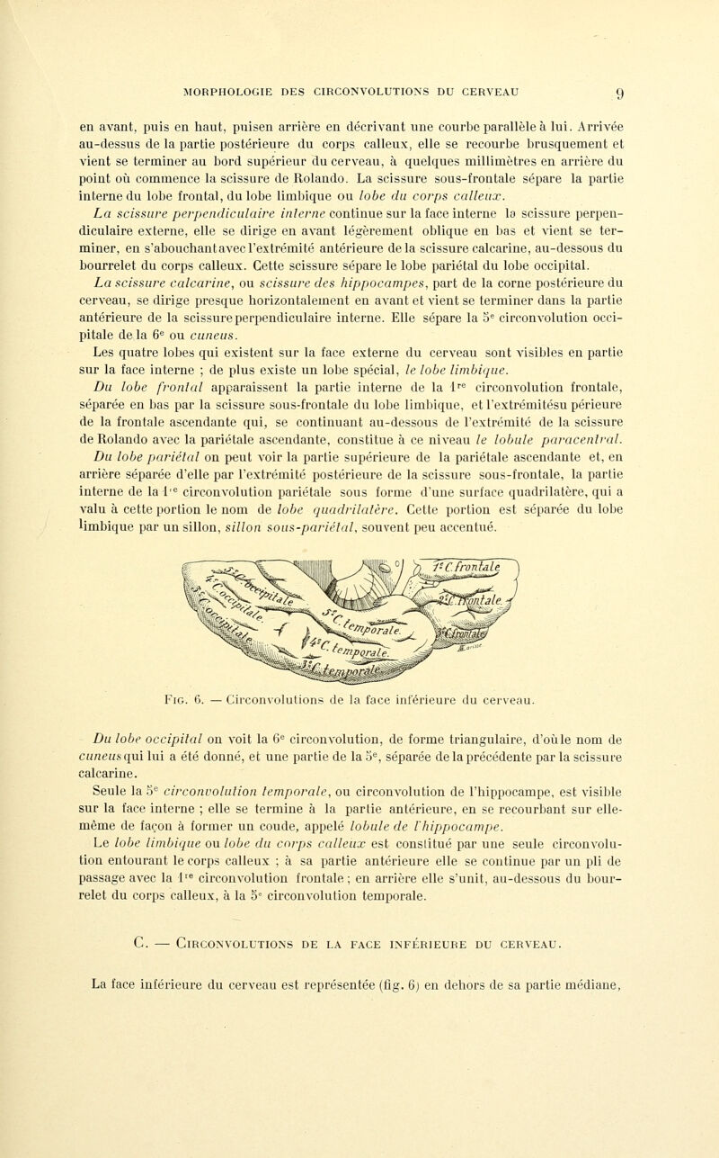 en avant, puis en haut, puisen arrière en décrivant une courbe parallèle à lui. Arrivée au-dessus de la partie postérieure du cori)s calleux, elle se recourbe brusquement et vient se terminer au bord supérieur du cerveau, à quelques millimètres en arrière du point où commence la scissure de Rolando. La scissure sous-frontale sépare la partie interne du lobe frontal, du lobe limbique ou lobe du corps calleux. La scissure perpendiculaire inlerne continue sur la face interne la scissure perpen- diculaire externe, elle se dirige en avant légèrement oblique eu bas et Aient se ter- miner, en s'abouchant avec l'extrémité antérieure delà scissure calcarine, au-dessous du bourrelet du corps calleux. Cette scissure sépare le lobe pariétal du lobe occipital. La scissure calcarine, ou scissure des hippocampes, part de la corne postérieure du cerveau, se dirige presque horizontalement en avant et vient se terminer dans la partie antérieure de la scissure perpendiculaire interne. Elle sépare la 5^ circonvolution occi- pitale delà 6« ou cuneus. Les quatre lobes qui existent sur la face externe du cerveau sont visibles en partie sur la face interne ; de plus existe un lobe spécial, le lobe limbique. Du lobe fronlal apparaissent la partie interne de la 1''^ circonvolution frontale, séparée en bas par la scissure sous-frontale du lobe limbique, et l'extrémitésu périeure de la frontale ascendante qui, se continuant au-dessous de l'extrémité de la scissure de Rolando avec la pariétale ascendante, constitue à ce niveau le lobule paracentral. Du lobe pariétal on peut voir la partie supérieure de la pariétale ascendante et, en arrière séparée d'elle par l'extrémité postérieure de la scissure sous-frontale, la partie interne de la 1'^ circonvolution pariétale sous forme d'une surface quadrilatère, qui a valu à cette portion le nom de lobe quadrilalère. Cette portion est séparée du lobe Umbique par un sillon, sillon sous-pariélal, souvent peu accentué. FiG. 6. — Circonvolutions de la face inférieure du cerveau. Du lobe occipital on voit la 6« circonvolution, de forme triangulaire, d'oùle nom de cuneusqaî lui a été donné, et une partie de la o^, séparée de la précédente par la scissure calcarine. Seule la 5^ circonvolulion temporale, ou circonvolution de l'hippocampe, est visible sur la face interne ; elle se termine à la partie antérieure, en se recourbant sur elle- même de façon à former un coude, appelé lobule de l'hippocampe. Le lobe limbique ou lobe du corps calleux est constitué par une seule circonvolu- tion entourant le corps calleux ; à sa partie antérieure elle se continue par un pli de passage avec la 1^^ circonvolution frontale ; en arrière elle s'unit, au-dessous du bour- relet du corps calleux, à la 3° circonvolution temporale. C. — Circonvolutions de la face inférieure du cerveau. La face inférieure du cerveau est représentée (fig. 6) en dehors de sa partie médiane,