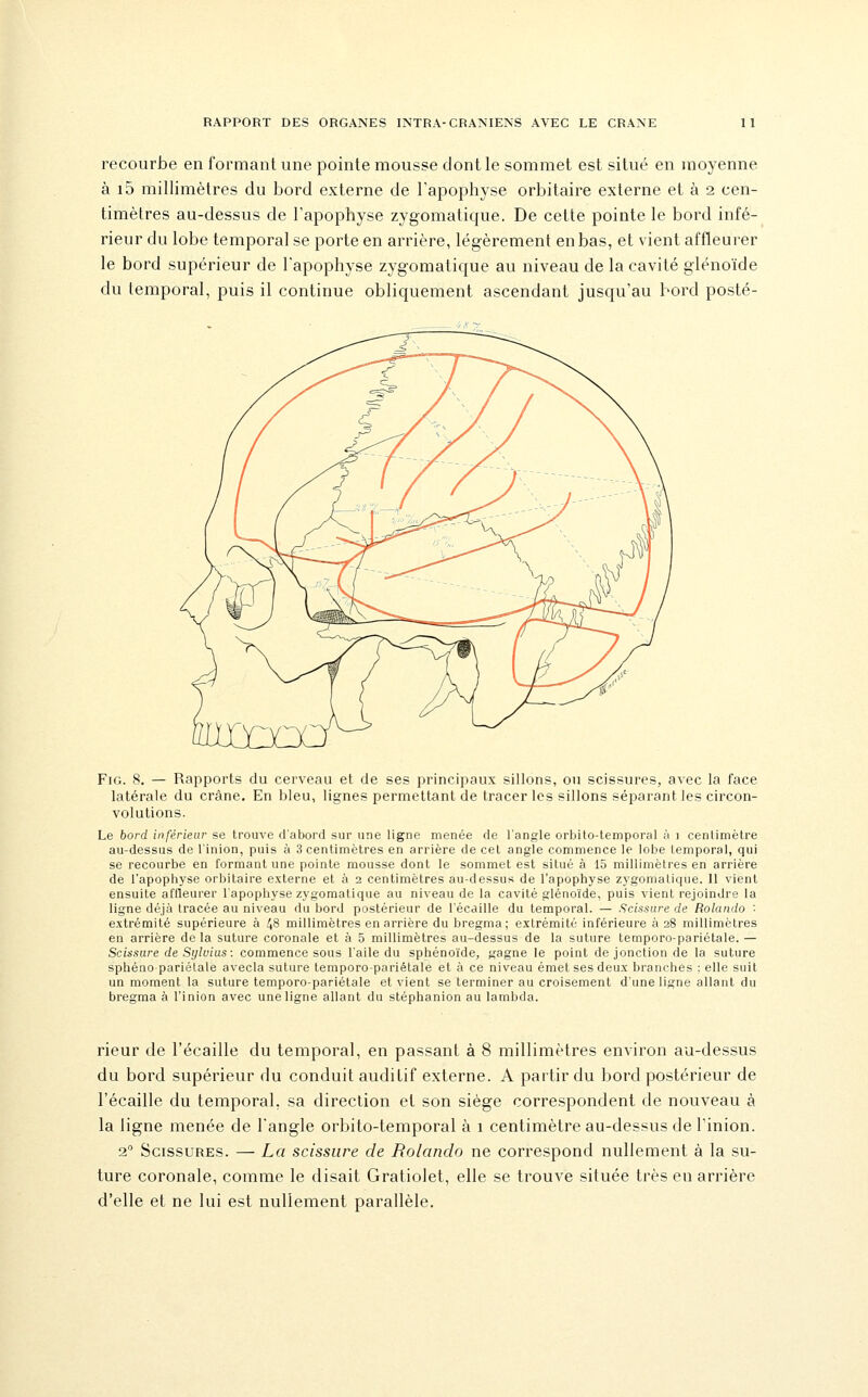 recourbe en formant une pointe mousse dont le sommet est situé en moyenne à i5 millimètres du bord externe de l'apophyse orbitaire externe et à 2 cen- timètres au-dessus de l'apophyse zygomatique. De cette pointe le bord infé- rieur du lobe temporal se porte en arrière, légèrement en bas, et vient affleurer le bord supérieur de l'apophyse zygomatique au niveau de la cavité glénoïde du temporal, puis il continue obliquement ascendant jusqu'au bord posté- FiG. 8. — Rapports du cerveau et de ses principaux sillons, ou scissures, avec la face latérale du crâne. En bleu, lignes permettant de tracer les sillons séparant les circon- volutions. Le bord inférieur se trouve d'abord sur une ligne menée de l'angle orbilo-temporal à i centimètre au-dessus de l'inion, puis à 3 centimètres en arrière de cet angle commence le lobe temporal, qui se recourbe en formant une pointe mousse dont le sommet est situé à 15 millimètres en arrière de l'apophyse orbitaire externe et à 2 centimètres au-dessus de l'apophyse zygomatique. 11 vient ensuite affleurer l'apophyse zygomatique au niveau de la cavité glénoïde, puis vient rejoindre la ligne déjà tracée au niveau du bord postérieur de l'écaillé du temporal. — Scittsure de Rolando '• extrémité supérieure à 48 millimètres en arrière du bregma ; extrémité inférieure à 28 millimètres en arrière de la suture coronale et à 5 millimètres au-dessus de la suture temporo-pariétale. — Scinsure de Sylvius : commence sous l'aile du sphénoïde, gagne le point de jonction de la suture sphénopariétale avecla suture temporo-pariétale et à ce niveau émet ses deux branches ; elle suit un moment la suture temporo-pariétale et vient se terminer au croisement d'une ligne allant du bregma à l'inion avec une ligne allant du stéphanion au lambda. rieur de l'écaillé du temporal, en passant à 8 millimètres environ au-dessus du bord supérieur du conduit auditif externe. A partir du bord postérieur de l'écaillé du temporal, sa direction et son siège correspondent de nouveau à la ligne menée de l'angle orbito-temporal à i centimètre au-dessus de l'inion. 2 Scissures. — La scissure de Rolando ne correspond nullement à la su- ture coronale, comme le disait Gratiolet, elle se trouve située très en arrière d'elle et ne lui est nullement parallèle.