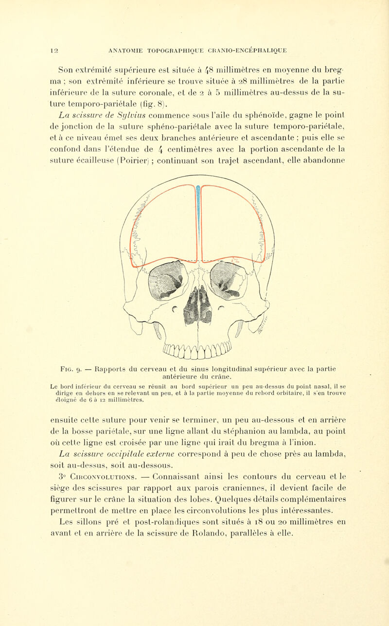 Son extrémité supérieure est située à 48 millimètres en moyenne du breg- ma ; son extrémité inférieure se trouve située à 28 millimètres de la partie inférieure de la suture coronale, et de 2 à 5 millimètres au-dessus de la su- ture temporo-pariétale (fig. 8). La scissure de Sylviiis commence sous l'aile du sphénoïde, gagne le point de jonction de la suture sphéno-pariétale avec la suture temporo-pariétale, et à ce niveau émet ses deux branches antérieure et ascendante ; puis elle se confond dans l'étendue de 4 centimètres avec la portion ascendante de la suture écailleuse (Poirier) ; continuant son trajet ascendant, elle abandonne FiG. 9. — Rapports du cerveau et du sinus longitudinal supérieur avec la partie antérieure du crâne. Le bord inférieur du cerveau se réunit au bord supérieur un peu au-dessus du point nasal, il se dirige en dehors en se relevant un peu, et à la partie moyenne du rebord orbitaire, il s'en trouve éloisné de 6 à 12 millimètres. ensuite cette suture pour venir se terminer, un peu au-dessous et en arrière de la bosse pariétale, sur une ligne allant du stéphanion au lambda, au point où cette ligne est croisée par une ligne qui irait du bregma à l'inion. La scissure occipitale externe correspond à peu de chose près au lambda, soit au-dessus, soit au-dessous. 3° CmcoNvoLUTiONS. — Connaissant ainsi les contours du cerveau et le siège des scissures par rapport aux parois crâniennes, il devient facile de figurer sur le crâne la situation des lobes. Quelques détails complémentaires permettront de mettre en place les circonvolutions les plus intéressantes. Les sillons pré et post-rolandiques sont situés à 18 ou 20 millimètres en avant et en arrière de la scissure de Rolando, parallèles à elle.