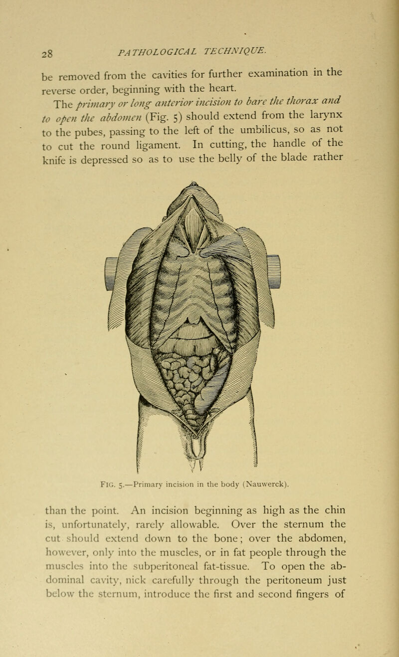 be removed from the cavities for further examination in the reverse order, beginning with the heart. The primary or long miterior incision to bare the thorax and to open the abdomen (Fig. 5) should extend from the larynx to the pubes, passing to the left of the umbilicus, so as not to cut the round ligament. In cutting, the handle of the knife is depressed so as to use the belly of the blade rather Fig. 5.—Primary incision in the body (Nauwerck). than the point. An incision beginning as high as the chin is, unfortunately, rarely allowable. Over the sternum the cut should extend down to the bone; over the abdomen, however, only into the muscles, or in fat people through the muscles into the subperitoneal fat-tissue. To open the ab- dominal cavity, nick carefully through the peritoneum just bdow the sternum, introduce the first and second fingers of