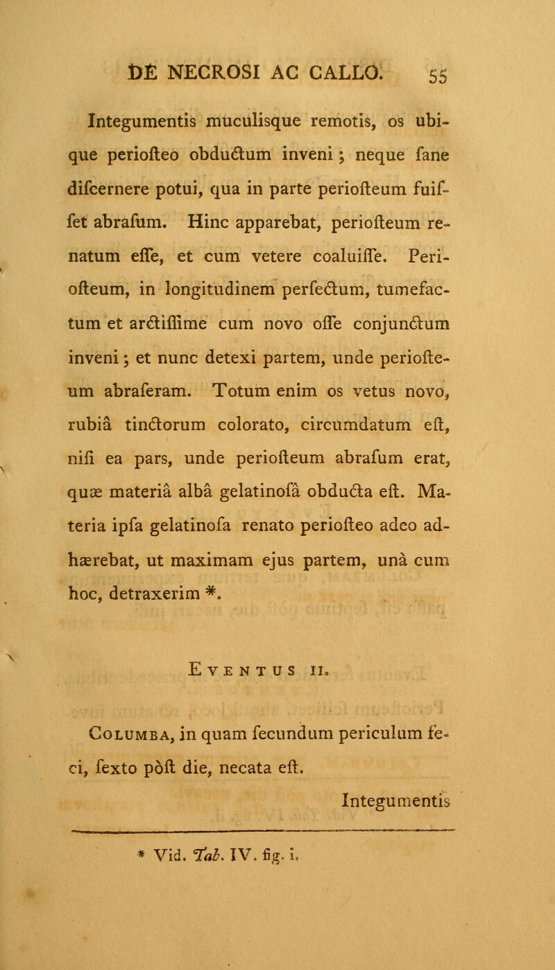 Integumentis muculisque remotis, os ubi- que periofteo obdu&um inveni; neque fane difcernere potui, qua in parte periofteum fuif- fet abrafum. Hinc apparebat, periofteum re- natum effe, et cum vetere coaluiffe. Peri- ofteum, in longitudinem perfedum, tumefac- tum et arctifiime cum novo ofTe conjundturn inveni; et nunc detexi partem, unde periofte- um abraferam. Totum enim os vetus novo, rubia tinctorum colorato, circumdatum eft, nifi ea pars, unde periofteum abrafum erat, quas materia alba gelatinofa obducta eft. Ma- teria ipfa gelatinofa renato periofteo adeo ad- hcerebat, ut maximam ejus partem, una cum hoc, detraxerim *. E VE n t u S II. Columba, in quam fecundum periculum fe- ci, fexto pdft die, necata eft. Integumentis