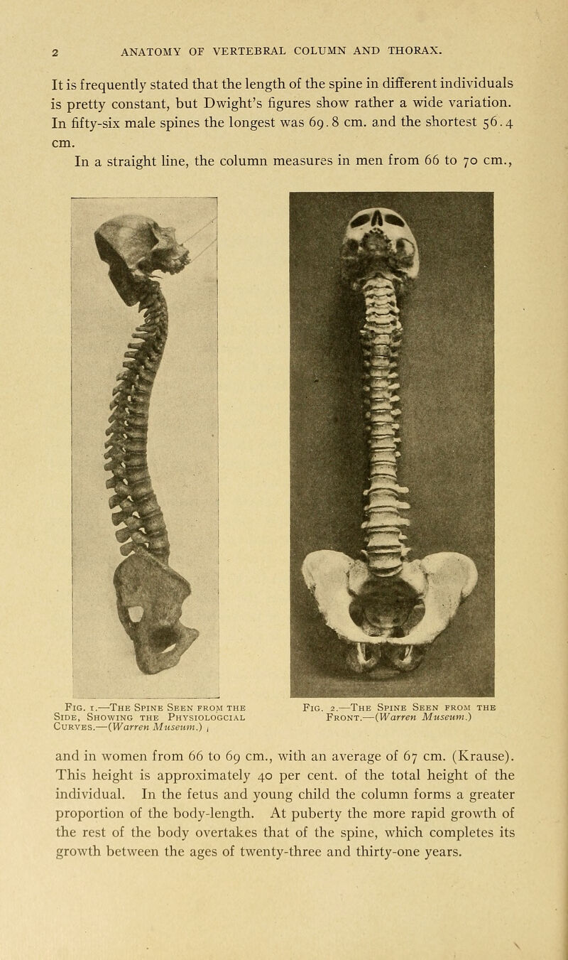 It is frequently stated that the length of the spine in different individuals is pretty constant, but Dwight's figures show rather a wide variation. In fifty-six male spines the longest was 69. 8 cm. and the shortest 56.4 cm. In a straight line, the column measures in men from 66 to 70 cm., Fig. 1.—The Spine Seen prom the Side, Showing the Physiologcial Curves.—{Warren Museum.) , ; Spine Seen from the Front.—{Warren Museum.) and in women from 66 to 69 cm., with an average of 67 cm. (Krause). This height is approximately 40 per cent, of the total height of the individual. In the fetus and young child the column forms a greater proportion of the body-length. At puberty the more rapid growth of the rest of the body overtakes that of the spine, which completes its growth between the ages of twenty-three and thirty-one years.