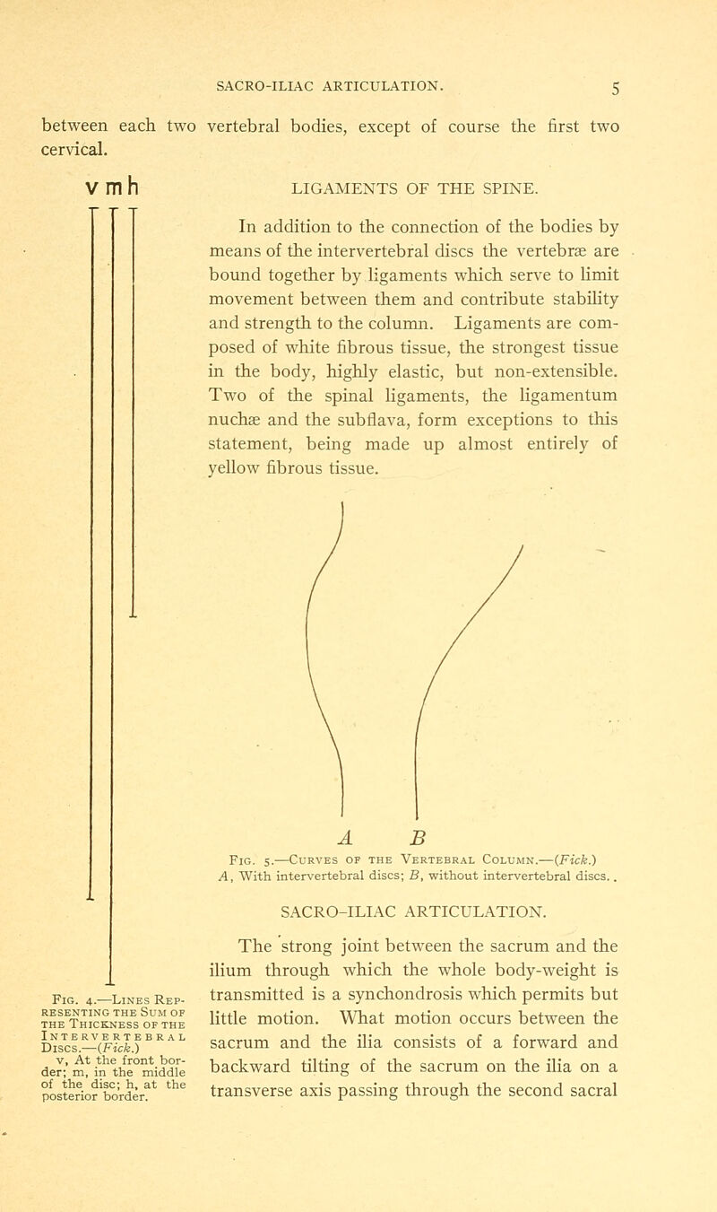 SACROILIAC ARTICULATION. between each two vertebral bodies, except of course the first two cervical. vmh Fig. 4.—Lines Rep- resenting the Sum of the Thickness of the Intervertebral Discs.—(Fick.) v, At the front bor- der; m, in the middle of the_ disc; h, at the posterior border. LIGAMENTS OF THE SPINE. In addition to the connection of the bodies by means of the intervertebral discs the vertebra? are bound together by ligaments which serve to limit movement between them and contribute stability and strength to the column. Ligaments are com- posed of white fibrous tissue, the strongest tissue in the body, highly elastic, but non-extensible. Two of the spinal ligaments, the ligamentum nuchae and the subflava, form exceptions to this statement, being made up almost entirely of yellow fibrous tissue. A B Fig. 5.—Curves of the Vertebral Column.—{Fick.) A, With intervertebral discs; B, without intervertebral discs.. SACROILIAC ARTICULATION. The strong joint between the sacrum and the ilium through which the whole body-weight is transmitted is a synchondrosis which permits but little motion. What motion occurs between the sacrum and the ilia consists of a forward and backward tilting of the sacrum on the ilia on a transverse axis passing through the second sacral