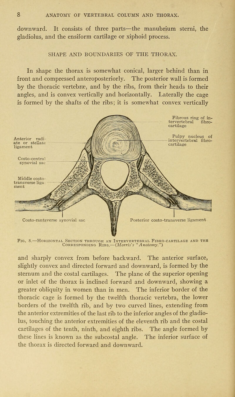 downward. It consists of three parts—the manubrium sterni, the gladiolus, and the ensiform cartilage or xiphoid process. SHAPE AND BOUNDARIES OF THE THORAX. In shape the thorax is somewhat conical, larger behind than in front and compressed anteroposteriorly. The posterior wall is formed by the thoracic vertebrae, and by the ribs, from their heads to their angles, and is convex vertically and horizontally. Laterally the cage is formed by the shafts of the ribs; it is somewhat convex vertically Anterior radi- ate or stellate ligament Costo-centra synovial sac Fibrous ring of in- tervertebral fibro- cartilage Pulpy nucleus of intervertebral fibro- cartilage Middle costo- transverse liga- ment Costo-rantsverse synovial sac Posterior costo-transverse ligament Fig. 8.—Horizontal Section through an Intervertebral Fibro-cartilage and the Corresponding Ribs.—(Morris's Anatomy.) and sharply convex from before backward. The anterior surface, slightly convex and directed forward and downward, is formed by the sternum and the costal cartilages. The plane of the superior opening or inlet of the thorax is inclined forward and downward, showing a greater obliquity in women than in men. The inferior border of the thoracic cage is formed by the twelfth thoracic vertebra, the lower borders of the twelfth rib, and by two curved lines, extending from the anterior extremities of the last rib to the inferior angles of the gladio- lus, touching the anterior extremities of the eleventh rib and the costal cartilages of the tenth, ninth, and eighth ribs. The angle formed by these lines is known as the subcostal angle. The inferior surface of the thorax is directed forward and downward.