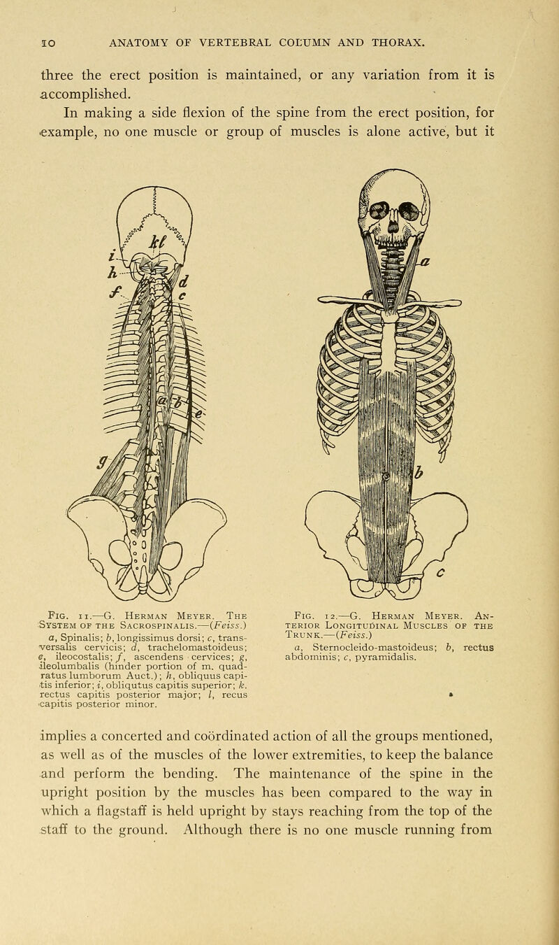 three the erect position is maintained, or any variation from it is accomplished. In making a side flexion of the spine from the erect position, for example, no one muscle or group of muscles is alone active, but it Fig. ii.—G. Herman Meyer. The System of the Sacrospinalis.—(Feiss.) a. Spinalis; b, longissimus dorsi; c, trans- versalis cervicis; d, trachelomastoideus; e, ileocostalis; f, ascendens cervices; g, •ileolumbalis (hinder portion of m. quad- ratus lumborum Auct.); h, obliquus capi- tis inferior; i, obliqutus capitis superior; k. rectus capitis posterior major; /, recus capitis posterior minor. Fig. i2.—G. Herman Meyer. An- terior Longitudinal Muscles of the Trunk.—(Feiss.) a, Sternocleido-mastoideus; b, rectus abdominis; c, pyramidalis. implies a concerted and coordinated action of all the groups mentioned, as well as of the muscles of the lower extremities, to keep the balance and perform the bending. The maintenance of the spine in the upright position by the muscles has been compared to the way in which a flagstaff is held upright by stays reaching from the top of the staff to the ground. Although there is no one muscle running from