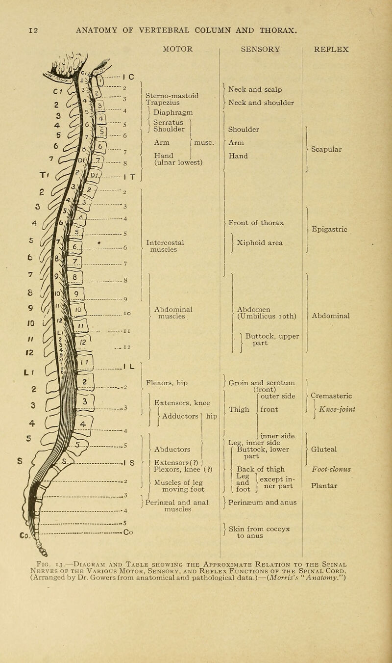 MOTOR Sterno-mastoid Trapezius - Diaphragm Serratus 1 J Shoulder | i Arm [ mu Hand J (ulnar lowest) Intercostal muscles Abdominal muscles Flexors, hip Extensors, knee \ Adductors ] hip I Abductors I J Extensors (?) J ] Flexors, knee (?) Muscles of leg moving foot 1 J . r Pennaeal and anal muscles SENSORY Neck and scalp Neck and shoulder Shoulder Arm Hand REFLEX ■ Front of thorax Xiphoid area Thigh front {inner side Leg, inner side Buttock, lower part Back of thigh and 1 except in- foot J nerPart \ Perinaeum and anus Skin from coccyx to anus Scapular Epigastric Abdomen (Umbilicus ioth) ) Buttock, upper !• part f Groin and scrotum (front) f outer side Abdominal | Cremasteric J \ Knee-joint Gluteal Foot-clonus Plantar Fig. 13.—Diagram and Table showing the Approximate Relation to the Spinal Nerves of the Various Motor, Sensory, and Reflex Functions of the Spinal Cord. (Arranged by Dr. Gowers from anatomical and pathological data.)—(Morris's Anatomy.)
