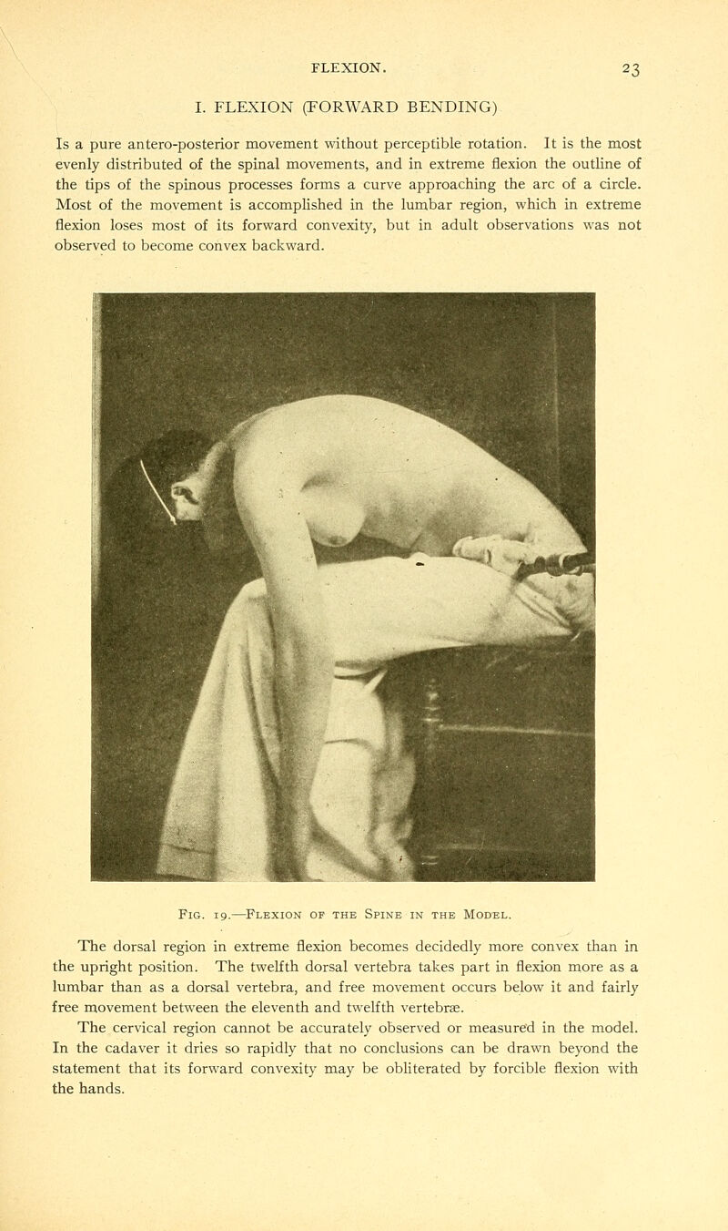 FLEXION. I. FLEXION (FORWARD BENDING) 23 Is a pure anteroposterior movement without perceptible rotation. It is the most evenly distributed of the spinal movements, and in extreme flexion the outline of the tips of the spinous processes forms a curve approaching the arc of a circle. Most of the movement is accomplished in the lumbar region, which in extreme flexion loses most of its forward convexity, but in adult observations was not observed to become convex backward. Fig. 19.—Flexion of the Spine in the Model. The dorsal region in extreme flexion becomes decidedly more convex than in the upright position. The twelfth dorsal vertebra takes part in flexion more as a lumbar than as a dorsal vertebra, and free movement occurs below it and fairly free movement between the eleventh and twelfth vertebrae. The cervical region cannot be accurately observed or measured in the model. In the cadaver it dries so rapidly that no conclusions can be drawn beyond the statement that its forward convexity may be obliterated by forcible flexion with the hands.