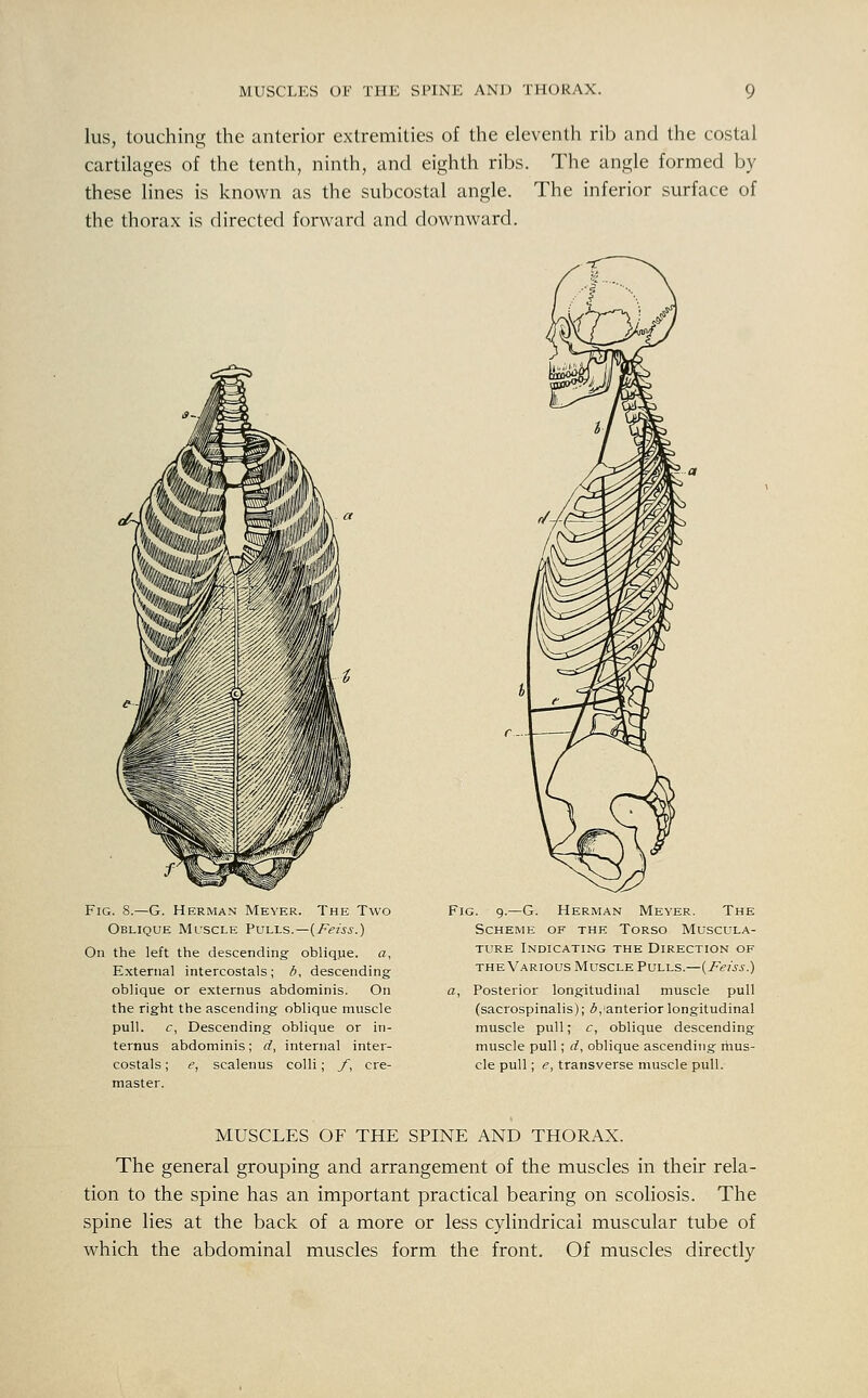 lus, touching the anterior extremities of the eleventh rib and the costal cartilages of the tenth, ninth, and eighth ribs. The angle formed by these lines is known as the subcostal angle. The inferior surface of the thorax is directed forward and downward. Fig. 8.—G. Herman Meyer. The Two Oblique Muscle Vut-J-s.—{Feiss.) On the left the descending oblique, a, External intercostals; d, descending oblique or externus abdominis. On the right the ascending oblique muscle pull. c, Descending oblique or in- ternus abdominis; d, internal inter- costals ; e, scalenus colli; _/, cre- master. Fig. 9.—G. Herman Meyer. The Scheme of the Torso Muscula- ture Indicating the Direction of theVarious Muscle Pulls.—{Feiss.) a, Posterior longitudinal muscle pull (sacrospinalis); 5,'anterior longitudinal muscle pull; c, oblique descending muscle pull; d, oblique ascending rhus- cle pull; e, transverse muscle pull. MUSCLES OF THE SPINE AND THORAX. The general grouping and arrangement of the muscles in their rela- tion to the spine has an important practical bearing on scoliosis. The spine lies at the back of a more or less cylindrical muscular tube of which the abdominal muscles form the front. Of muscles directly