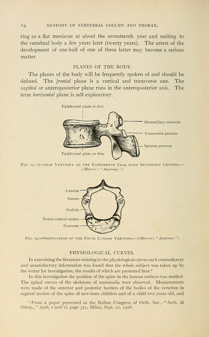 ring as a flat meniscus at about the seventeenth year and uniting to the vertebral body a few years later (twenty years). The arrest of the development of one-half of one of these latter may become a serious matter. PLANES OF THE BODY. The planes of the body will be frequently spoken of and should be defined. The frontal plane is a vertical and transverse one. The sagittal or anteroposterior plane runs in the anteroposterior axis. The term horizontal plane is self-explanatory. Epiphyseal plate or disc Mammillarv tubercle Transverse process Spinous process Epiphyseal plate or disc Fig. 13.—Lumbar Vertebra at the Eighteenth Year with Secondary Centers.— {Morris's ^Anatomy) Neuro-central suture Centrum Fig. 14.—Ossification of the Fifth Lumbar Vertebra.—{Morris's Ajtatojiiy.) PHYSIOLOGICAL CURVES. In examining the literature relating to the physiological curves such contradictory and unsatisfactory information was found that the whole subject was taken up by the writer for investigation, the results of which are presented here.'' In this investigation the position of the spine in the human embryo was studied. The spinal curves of the skeletons of mammalia were obser\'ed. Measurements were made of the anterior and posterior borders of the bodies of the vertebrae in sagittal section of the spine of new-born children and of a child two years old, and 'From a paper presented at the Italian Congress of Orth. Sur.,-Arch, di Ortop., 1906, V and vi, page 372, Milan, Sept. 22, 1906.