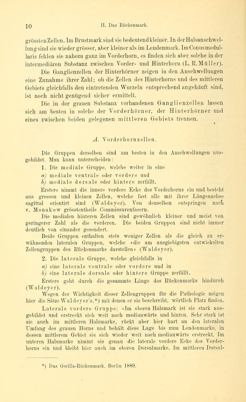 grössten Zellen. Im Brustraark sind sie bedeutend kleiner. In derHalsanschwel- lungsind sie wieder grösser, aber kleiner als im Lendenmark. Im Conusmedul- laris fehlen sie nahezu ganz im Vorderhorn, es finden sich aber solche in der intermediären Substanz zwischen Vorder- und Hinterhoru (L.E.Müller). Die Ganglienzellen der Hinterhörner zeigen in den Anschwellungen eine Zunahme ihrer Zahl; ob die Zellen des Hinterhorns und des mittleren Gebiets gleichfalls den eintretenden Wurzeln entsprechend angehäuft sind, ist noch nicht genügend sicher ermittelt. Die in der grauen Substanz vorhandenen Ganglienzellen lassen sich am besten in solche der Vorderhörner, der Hinterhörner und eines zwischen beiden gelegenen mittleren Gebiets trennen. A. Vorderhornzellen. Die Gruppen derselben sind am besten in den Anschwellungen aus- gebildet. Man kann unterscheiden: 1. Die mediale Gruppe, welche weiter in eine a) mediale ventrale oder vordere und b) mediale dorsale oder hintere zerfällt. Erstere nimmt die innere vordere Ecke des Vorderliorns ein und besteht aus grossen und Ideinen Zellen, welche fast alle mit ihrer Längenachse sagittal orientirt sind (Waldeyer). Von denselben entspringen nacti V. Monakow grösstentheils Commissurenfasern. Die medialen hinteren Zellen sind gewöhnlich kleiner und meist von geringerer Zahl als die vorderen. Die beiden Gruppen sind nicht immer deutlieh von einander gesondert. Beide Gruppen enthalten stets weniger Zellen als die gleich zu er- wähnenden lateralen Gruppen, welche »die am ausgiebigsten entwickelten Zellengruppen des Eückenmarks darstellen« (Waldeyer). 2. Die laterale Gruppe, welche gleichfalls in a) eine laterale ventrale oder vordere und in b) eine laterale dorsale oder hintere Gruppe zerfällt. Erstere geht durch die gesammte Länge des Eückenmarks hindurch (Waldeyer). Wegen der Wichtigkeit dieser Zellengruppen für die Pathologie mögen hier die Sätze Wal deyer's,*) mit denen er sie beschreibt, wörthch Platz finden. Laterale vordere Gruppe: »Im oberen Halsmark ist sie stark aus- gebildet und erstreckt sich weit nach medianwärts und hinten. Sehr stark ist sie auch im mittleren Halsmarke, rückt aber hier hart an den lateralen Umfang des grauen Horns und behält diese Lage bis zum Lendenraarke, in dessen mittlerem Gebiet sie sich wieder weit nach medianwärts erstreckt. Im unteren Halsmarke nimmt sie genau die laterale vordere Ecke des Vorder- horns ein und bleibt hier auch im oberen Dorsalmarke. Im mittleren Dorsal- *) Das Gorilla-Rüekenmark. Berlin 1889.