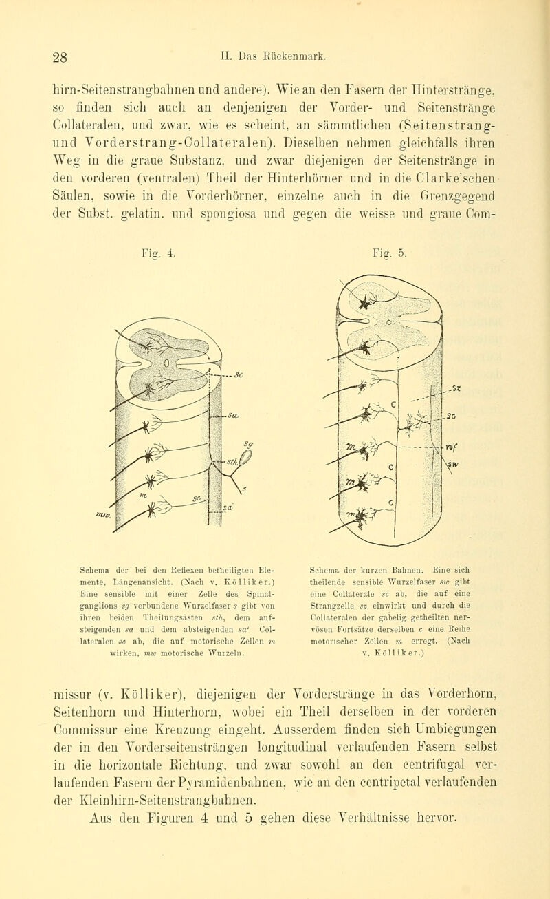 hirn-Seitenstrangbalinen und andere). Wie an den Fasern der Hinterstränge, so finden sich auch an denjenigen der Vorder- und Seitensträuge Collateralen, und zwar, wie es scheint, an sämmtliehen (Seitenstrang- und Vorderstrang-Collateralen). Dieselben nehmen gleichfalls ihren Weg in die graue Substanz, und zwar diejenigen der Seitenstränge in den vorderen (ventralen) Theil der Hinterhörner und in die Clarke'schen Säulen, sowie in die Vorderhörner, einzelne auch in die Grenzgegend der Subst. gelatin. und spongiosa und gegen die weisse und graue Com- Fis. 4. Fi-. 5. Schema der Tsei den Kefiexen betlieiligten Ele- mente, Längenansiclit. (Nach v. Kölliker.) Eine sensible mit einer Zelle des Spinal- ganglions sg verbundene Wurzelfaser s gibt von ihren beiden Theilungsästen stJi, dem auf- steigenden sa und dem absteigenden sa' Col- lateralen sc ab, die auf motorische Zellen in wirken, tmv motorische Wurzeln. Schema der kurzen Bahnen. Eine sich theilende sensible Wurzelfaser sw gibt eine Collaterale sc ab, die auf eine Strangzelle sz einwirkt und durch die Collateralen der gaijelig getheilten ner- vösen Fortsätze derselben c eine Reihe motorischer Zellen m erregt. (Nach V. Kölliker.) missur (v. Kölliker), diejenigen der Vorderstränge in das Vorderhorn, Seitenhorn und Hinterhorn, wobei ein Theil derselben in der vorderen Oommissur eine Kreuzung eingeht. Ausserdem finden sich Umbiegungen der in den Vorderseitensträngen longitudinal verlaufenden Fasern selbst in die horizontale Eichtung, und zwar sowohl an den centrifugal ver- laufenden Fasern der Pyramidenbahnen, wie an den centripetal verlaufenden der Kleinhirn-Seitenstrangbahnen. Aus den Figuren 4 und 5 gehen diese Verhältnisse hervor.