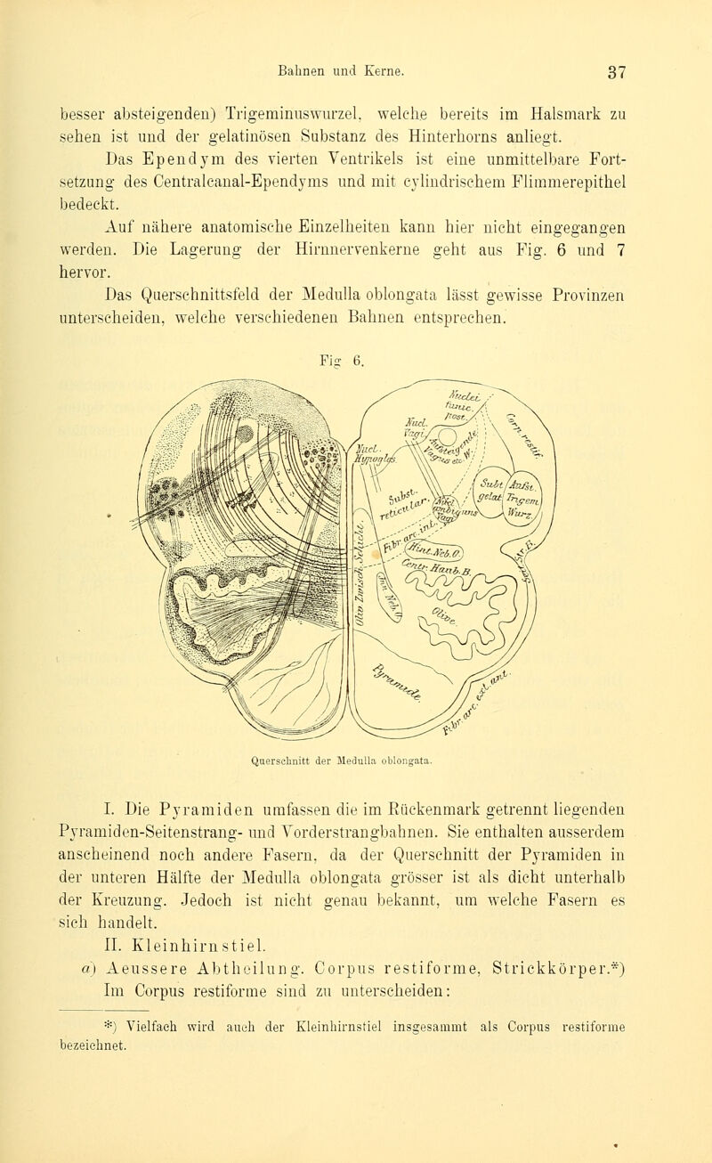 besser absteigenden) Trigeminiiswurzel, welche bereits im Halsmark zu sehen ist und der gelatinösen Substanz des Hinterhorns anliegt. Das Ependym des vierten Ventrikels ist eine unmittelbare Fort- setzung des Centralcanal-Ependyms und mit cyhndrischeni Flimmerepithel bedeckt. Auf nähere anatomische Einzelheiten kann hier nicht eingegangen werden. Die Lagerung der Hirnnervenkerne geht aus Fig. 6 und 7 hervor. Das Querschnittsfeld der Medulla oblongata lässt gewisse Provinzen unterscheiden, welche verschiedenen Bahnen entsprechen. Fi- 6. Querschnitt der Medulla oblongata. I. Die Pyramiden umfassen die im Eückenmark getrennt liegenden P\Tamiden-Seitenstrang- und Vorderstrangbahnen. Sie enthalten ausserdem anscheinend noch andere Fasern, da der Querschnitt der Pyramiden in der unteren Hälfte der Medulla oblongata grösser ist als dicht unterhalb der Kreuzung. Jedoch ist nicht genau bekannt, um welche Fasern es sich handelt. n. Kleinhirnstiel. a) Aeussere Abtheilung. Corpus restiforme, Strickkörper.*) Im Corpus restiforme sind zu unterscheiden: *) Vielfach wird auch der Kleinhirnstiel insgesammt als Corpus restiforme bezeichnet.