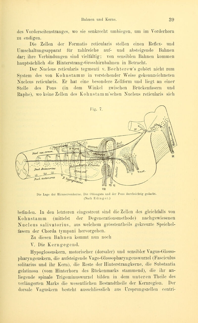 des Vorderseitenstranges, wo sie senkrecht umbiegen, um im Vorderhorn zu endigen. Die Zellen der Formatio reticularis stellen einen Eeflex- und ümschaltungsapparat für zahlreiche auf- und absteigende Bahnen dar; ihre Verbindungen sind vielfältig; von sensiblen Bahnen kommen hauptsächlich die Hinterstrang-Grosshirnbahnen in Betracht. Der Nucleus reticularis tegmenti v. Bechterew's gehört nicht zum System des von Kohnstamm in vorstehender Weise gekennzeichneten Nucleus reticularis. Er hat eine besondere Zellform und liegt an einer Stelle des Pons (in dem Winkel zwischen Brückenfasern und Eaphe), wo keine Zellen des Kohnstamm'schen Nucleus reticularis sieh F)>. 7 Die Lage der Hirnnervenkerne. Die Oblongata und der Pons durclisichtig gedacht. (■Nach Edin g er.) befinden. In den letzteren eingestreut sind die Zellen des gleichfalls von Kohnstamm (mittelst der Degenerationsmethode) nachgewiesenen Nucleus salivatorius, aus welchem grösstentheils gekreuzte Speichel- fasern der Chorda tympani hervorgehen. Zu diesen Bahnen kommt nun noch y. Die Kerngegeud. Hypoglossuskern, motorischer (dorsaler) und sensibler Vagus-Glosso- pharyngeuskern, die aufsteigende Vago-Glossopharyngeuswurzel (Fascicukis solitarius und ihr Kern), die Beste der Hinterstraugkerne, die Substantia gelatinosa (vom Hinterhorn des Rückenmarks stammend), die ihr an- liegende spinale Trigeminuswurzel bilden in dem unteren Theile des verlängerten Marks die wesentlichen Bestandtheile der Kernregion. Der dorsale Vaguskern besteht ausschliesslich aus ürsprungszellen centri-