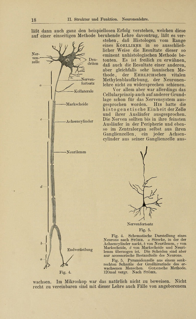 > Den- driten Nerven- fortsatz läßt dann auch ganz den beispiellosen Erfolg verstehen, welchen diese auf einer einseitigen Methode beruhende Lehre davontrug, läßt es ver- stehen , daß Histologen vom Range eines Koelliker in so ausschließ- licher Weise die Resultate dieser so- eminent unhistologischen Methode be- tonten. Es ist freilich zu erwähnen,, daß auch die Resultate einer anderen,^ aber gleichfalls sehr launischen Me- thode, der EHRLiCHSchen vitalen Methylenblaufärbung, der Neuronen- lehre nicht zu widersprechen schienen. Vor allem aber war allerdings das Cellularprinzip auch auf anderer Grund- lage schon für das Nervensystem aus- gesprochen worden. His hatte die histo genetische Einheit der Zelle und ihrer Ausläufer ausgesprochen. Die Nerven sollten bis in ihre feinsten Ausläufer in der Peripherie und eben- so im Zentralorgan selbst aus ihren Ganglienzellen, ein jeder Achsen- cylinder aus seiner Ganglienzelle aus- Neurilemm Kollaterale —-Markscheide Achsencylinder b- Endverästlung Fig. 4. Nervenfortsatz Fig. 5. Fig. 4. Schematische Darstellung eine* Neurons nach Stöhr. a Strecke, in der der Achsencylinder nackt, h von Neurilemm, c von Markscheide, d von Markscheide und Neuri- lemm überzogen ist. Die Scheiden sind aber nur accessorische Bestandteile des Neurons. Fig. 5. Pyramidenzelle aus einem senk- rechten Schnitte der Großhirnrinde des er- wachsenen Menschen. GoLGische Methode. ]20mal vergr. Nach Stöhe. wachsen. Im Mikroskop war das natürlich nicht zu beweisen. Nicht recht zu vereinbaren sind mit dieser Lehre auch Fälle von angeborenem