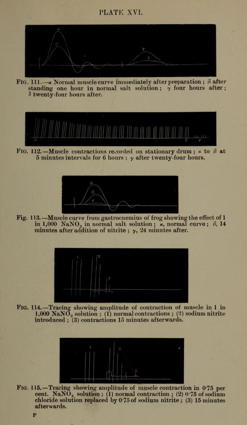Fig. 111.—a. Normal muscle curve immediately after preparation ; 3 after standing one hour in normal salt solution; 7 four hours after; 5 twenty-four hours after. Fig. 112.—Muscle contractions recorded on stationary drum ; a to 3 at 5 minutes intervals for 6 hours ; y after twenty-four hours. Fig. 113.—Muscle curve from gastrocnemius of frog showing the effect of 1 in 1,000 NaN02 in normal salt solution; a, normal curve; 3, 14 minutes after addition of nitrite ; 7, 24 minutes after. Fig. 114.—Tracing showing amplitude of contraction of muscle in 1 in 1,000 NaNOg solution ; (1) normal contractions ; (2) sodium nitrite introduced ; (3) contractions 15 minutes afterwards. Fig. 115.—Tracing showing amplitude of muscle contraction in 075 per cent. NaNOj solution; (1) normal contraction ; (2) 0*75 of sodium chloride solution replaced by 075 of sodium nitrite; (3) 15 minutes afterwards.