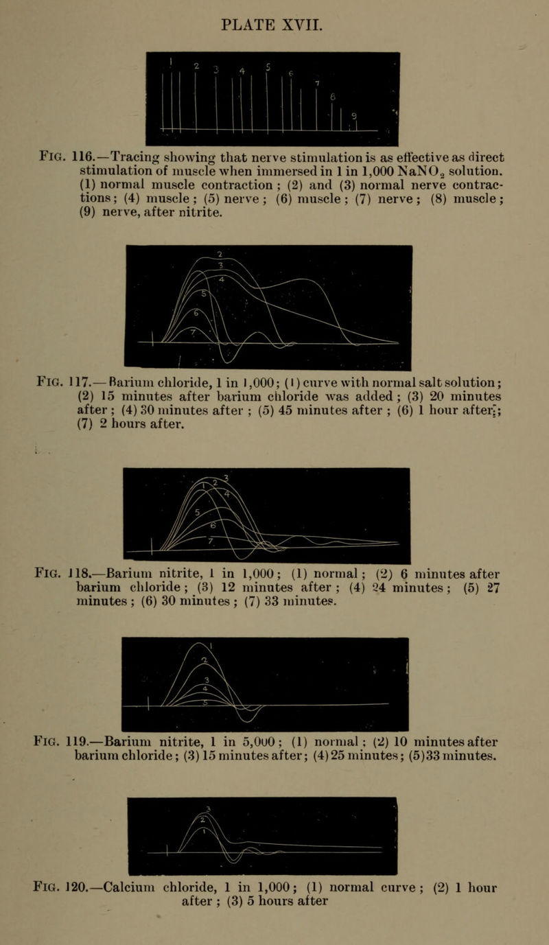 Fig. 116.—Tracing showing that nerve stimulation is as effective as direct stimulation of muscle when immersed in 1 in 1,000 NaNOg solution. (1) normal muscle contraction ; (2) and (3) normal nerve contrac- tions; (4) muscle; (5) nerve ; (6) muscle; (7) nerve; (8) muscle; (9) nerve, after nitrite. Fig. 117.— Barium chloride, 1 in 1,000; (I) curve with normal salt solution; (2) 15 minutes after barium chloride was added; (3) 20 minutes after ; (4) SO minutes after ; (5) 45 minutes after ; (6) 1 hour after-; (7) 2 hours after. Fig. J18.—Barium nitrite, 1 in 1,000; (1) normal; (2) 6 minutes after barium chloride ; (3) 12 minutes after ; (4) 24 minutes; (5) 27 minutes ; (6) 30 minutes ; (7) 33 minutes. Fig. 119.—Barium nitrite, 1 in 5,0u0; (1) normal; (2) 10 minutes after barium chloride; (3) 15 minutes after; (4) 25 minutes; (5)33 minutes. Fig. 120.—Calcium chloride, 1 in 1,000; (1) normal curve; (2) 1 hour