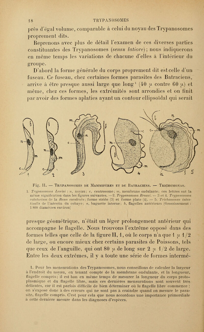 près d'égal volume, comparable à celui du noyau des Trypanosomes proprement dits. Reprenons avec plus de détail l'examen de ces diverses parties constituantes des Trypanosomes (sensu latiore) ; nous indiquerons en même temps les variations de chacune d'elles à l'intérieur du groupe. D'abord la forme générale du corps proprement dit est celle d'un fuseau. Ce fuseau, chez certaines formes parasites des Batraciens, arrive à être presque aussi large que long1 (40 u. contre 60 ;j.) et même, chez ces formes, les extrémités sont arrondies et on finit par avoir des formes aplaties ayant un contour ellipsoïdal qui serait Fig. II. — Trypanosomes de Mammifères et de Batraciens. — Trichomonas. 1. Trypanosoma Lewisï : n, noyau ; c, centrosome ; m, membrane ondulante; ces lettres ont la même signification dans les figures suivantes. —2. Trypanosoma Brucei. — 3 et 4. Trypanosoma rotatorium do la Rana esculenta; forme striée (3) et forme plate (4). — 5. Trichomonas intes- tinalis de l'intestin du cobaye; a, baguette interne; b, flagelles antérieurs (Grossissement: 1 800 diamètres environ) presque géométrique, n'était un léger prolongement antérieur qui accompagne le flagelle. Nous trouvons l'extrême opposé dans des formes telles que celle de la figure II, 1, où le corps n'a que 1 \j. 1 /2 de large, ou encore mieux chez certains parasites de Poissons, tels que ceux de l'anguille, qui ont 80 \j. de long sur 2 p 1/2 de large. Entre les deux extrêmes, il y a toute une série de formes intermé- 1. Pour les mensurations des Trypanosomes, nous conseillons de calculer la largeur à l'endroit du noyau, en tenant compte de la membrane ondulante, et la longueur, flagelle compris: il est bon en même temps de mesurer la longueur du corps proto- plasmique et du flagelle libre, mais ces dernières mensurations sont souvent très délicates, car il est parfois difficile de bien déterminer où le flagelle libre commence : on s'expose donc à des erreurs qui ne sont pas à craindre quand on jnesure le para- site, flagelle compris. C'est pour cela que nous accordons une importance primordiale à cette dernière mesure dans les diagnoses d'espèces.