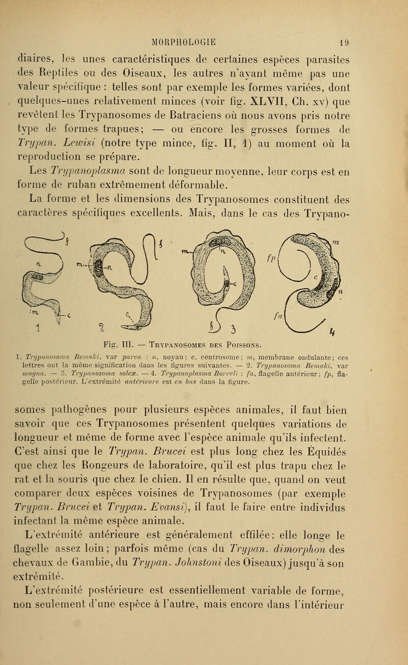 diaires, les unes caractéristiques de certaines espèces parasites des Reptiles ou des Oiseaux, les autres n'ayant même pas une valeur spécifique : telles sont par exemple les formes variées, dont quelques-unes relativement minces (voir fîg\ XLVII, Ch. xv) que revêtent les Trypanosomes de Batraciens où nous avons pris notre type de formes trapues; — ou encore les grosses formes de Trypan. Leivisi (notre type mince, fig. II, 1) au moment où la reproduction se prépare. Les Trypanoplasma sont de longueur moyenne, leur corps est en forme de ruban extrêmement déformable. La forme et les dimensions des Trypanosomes constituent des caractères spécifiques excellents. Mais, dans le cas des Trypano- Fig. III. — Trypanosomes des Poissons. 1. Trypanosoma Remaki, var parva : », noyau; c, centrosome; m, membrane ondulante; ces lettres ont la même signification dans les figures suivantes. — 2. Trypanosoma Remaki, var magna. — 3. Trypanosoma solem. —4. Trypanoplasma Rorreli : fa, flagelle antérieur; fp, fla- gelle postérieur. L'extrémité antérieure est en bas dans la figure. somes pathogènes pour plusieurs espèces animales, il faut bien savoir que ces Trypanosomes présentent quelques variations de longueur et même de forme avec l'espèce animale qu'ils infectent. C'est ainsi que le Trypan. Brucei est plus long chez les Équidés que chez les Rongeurs de laboratoire, qu'il est plus trapu chez le rat et la souris que chez le chien. Il en résulte que, quand on veut comparer deux espèces voisines de Trypanosomes (par exemple Trypan. Brucei et Trypan. Evansi), il faut le faire entre individus infectant la même espèce animale. L'extrémité antérieure est généralement effilée ; elle longe le flagelle assez loin; parfois même (cas du Trypan. dimorphon des chevaux de Gambie, du Trypan. Johnstoni des Oiseaux) jusqu'à son extrémité. L'extrémité postérieure est essentiellement variable de forme, non seulement d'une espèce à l'autre, mais encore clans l'intérieur