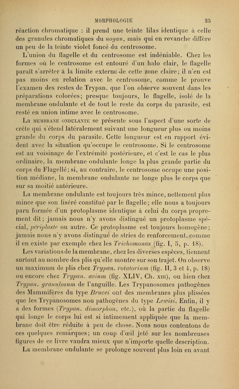 réaction chromatique : il prend une teinte lilas identique à celle des granules chromatiques du noyau, mais qui en revanche diffère un peu de la teinte violet foncé du centrosome. L'union du flagelle et du centrosome est indéniable. Chez les formes où le centrosome est entouré d'un halo clair, le flagelle paraît s'arrêter à la limite externe de cette zone claire; il n'en est pas moins en relation avec le centrosome, comme le prouve l'examen des restes de Trypan. que l'on observe souvent dans les préparations colorées; presque toujours, le flagelle, isolé de la membrane ondulante et de tout le reste du corps du parasite, est resté en union intime avec le centrosome. La membrane oxdulante se présente sous l'aspect d'une sorte de crête qui s'étend latéralement suivant une longueur plus ou moins grande du corps du parasite. Cette longueur est en rapport évi- dent avec la situation qu'occupe le centrosome. Si le centrosome est au voisinage de l'extrémité postérieure, et c'est le cas le plus ordinaire, la membrane ondulante longe la plus grande partie du corps du Flagellé; si, au contraire, le centrosome occupe une posi- tion médiane, la membrane ondulante ne longe plus le corps que sur sa moitié antérieure. La membrane ondulante est toujours très mince, nettement plus mince que son liséré constitué par le flagelle ; elle nous a toujours paru formée d'un protoplasme identique à celui du corps propre- ment dit ; jamais nous n'y avons distingué un protoplasme spé- cial, périplaste ou autre. Ce protoplasme est toujours homogène; jamais nous n'y avons distingué de stries de renforcement, comme il en existe par exemple chez les Trichomonas (fîg. I, 5, p. 18). Les variations de la membrane, chez les diverses espèces, tiennent surtout au nombre des plis qu'elle montre sur son trajet. On observe un maximum de plis chez Trypan. rotatorium (fîg. II, 3 et 4, p. 18) ou encore chez Trypan. avium (fîg. XLIV, Ch. xm), ou bien chez Trypan. granulosum de l'anguille. Les Trypanosomes pathogènes des Mammifères du type Brucei ont des membranes plus plissées que les Trypanosomes non pathogènes du type Lewisi. Enfin, il y a des formes {Trypan. dimorphon, etc.), où la partie du flagelle qui longe le corps lui est si intimement appliquée que la mem- brane doit être réduite à peu de chose. Nous nous contentons de ces quelques remarques; un coup d'œil jeté sur les nombreuses figures de ce livre vaudra mieux que n'importe quelle description. La membrane ondulante se prolonge souvent plus loin en avant